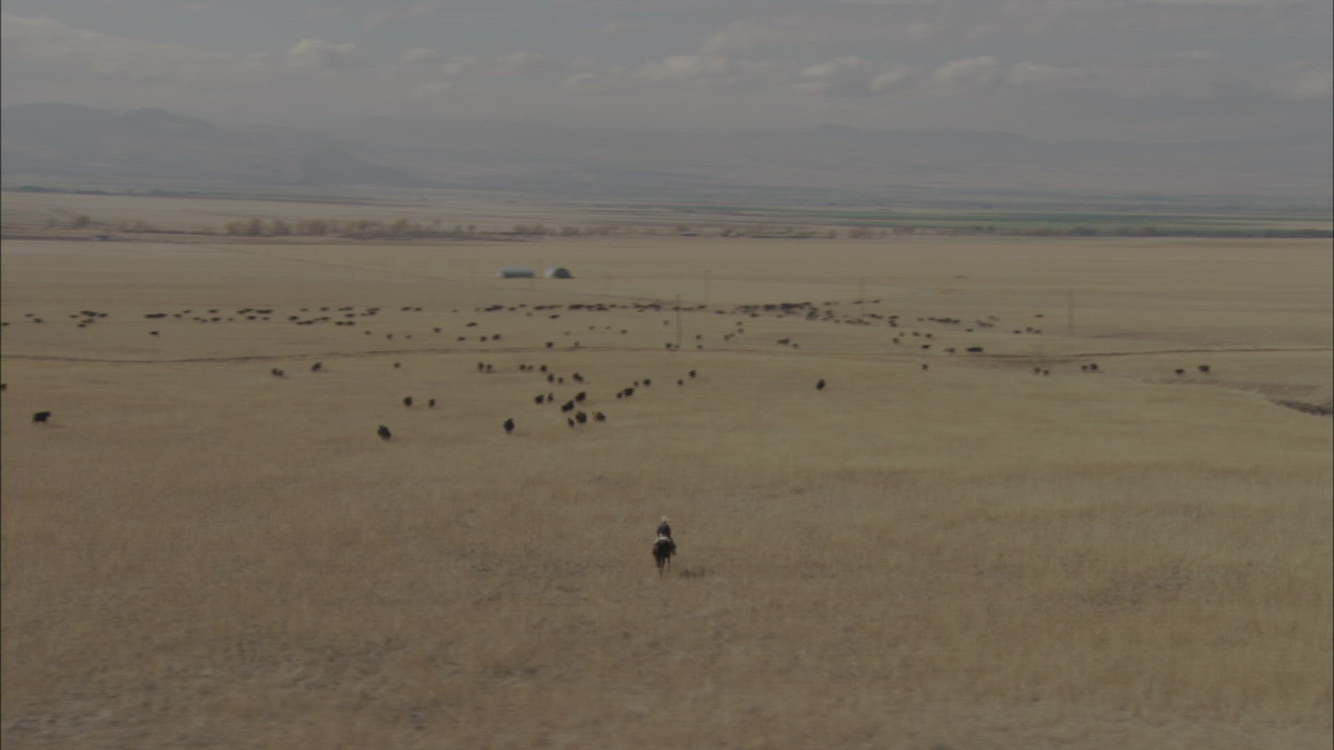 839844252 / Cattle Herd / Montana / USA / Aerial