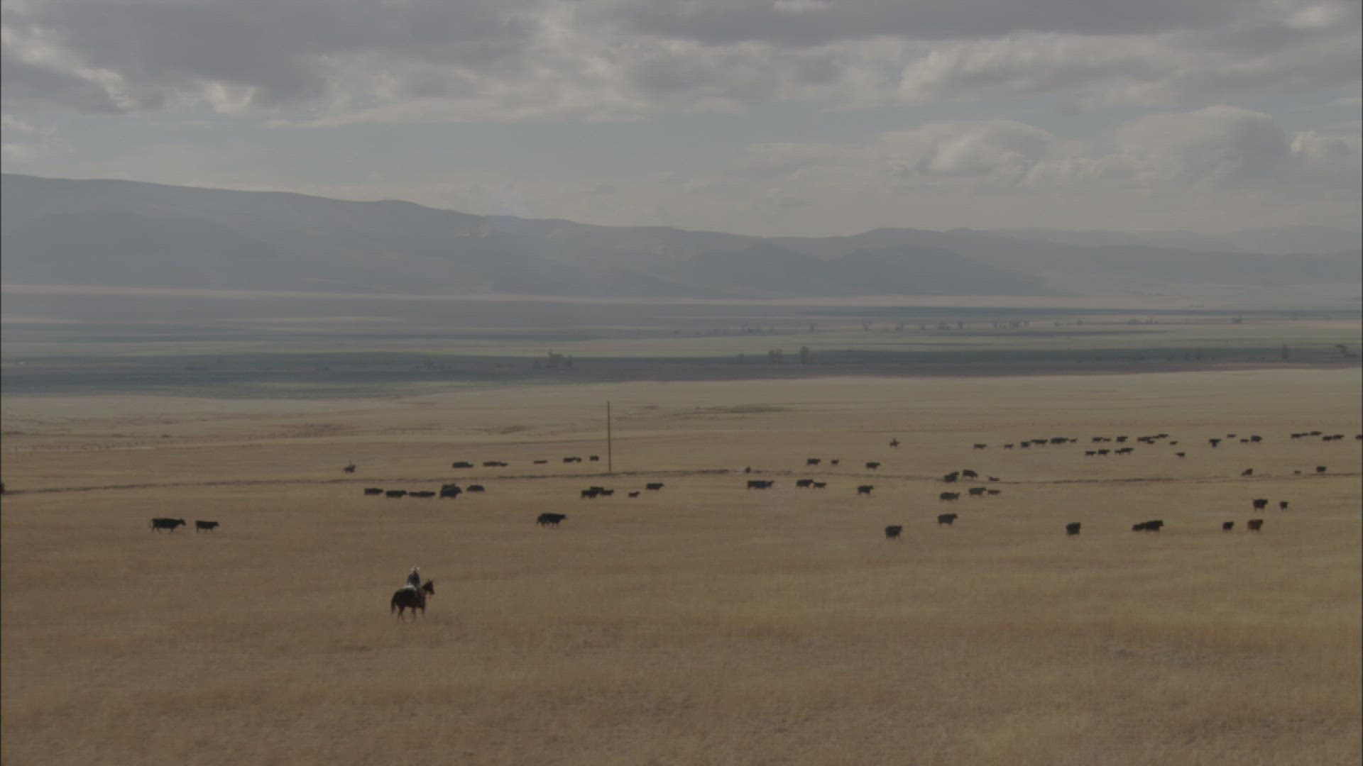 521481249 / Cattle Herd / Montana / USA / Aerial