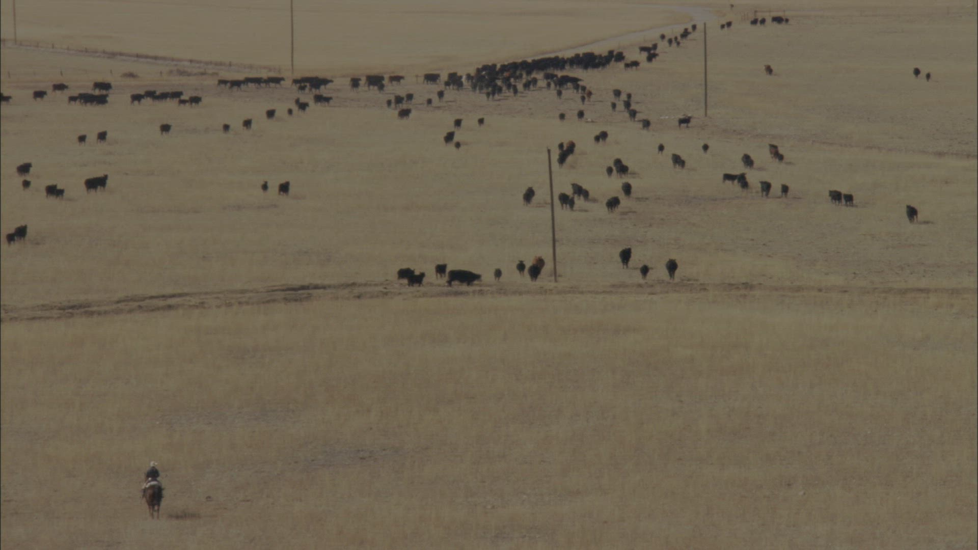 971187530 / Cattle Herd / Montana / USA / Aerial