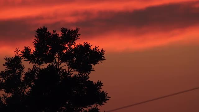 Tree Silhouetted Against Fiery Sunset Sky