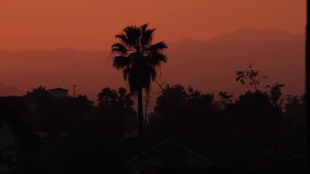 Palm Tree Sunset