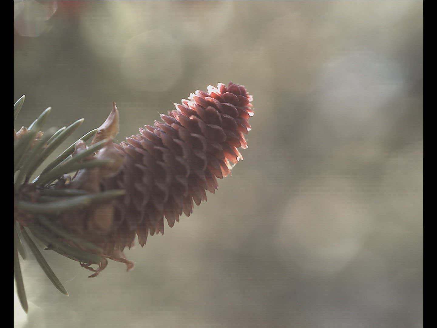 629971680 / Spruce Cone / Pollen Count