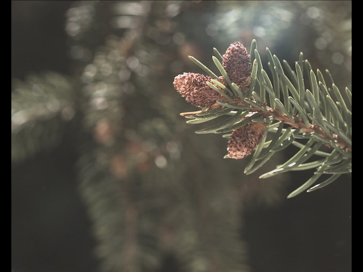 494508796 / Spruce Cone / Pollen Count