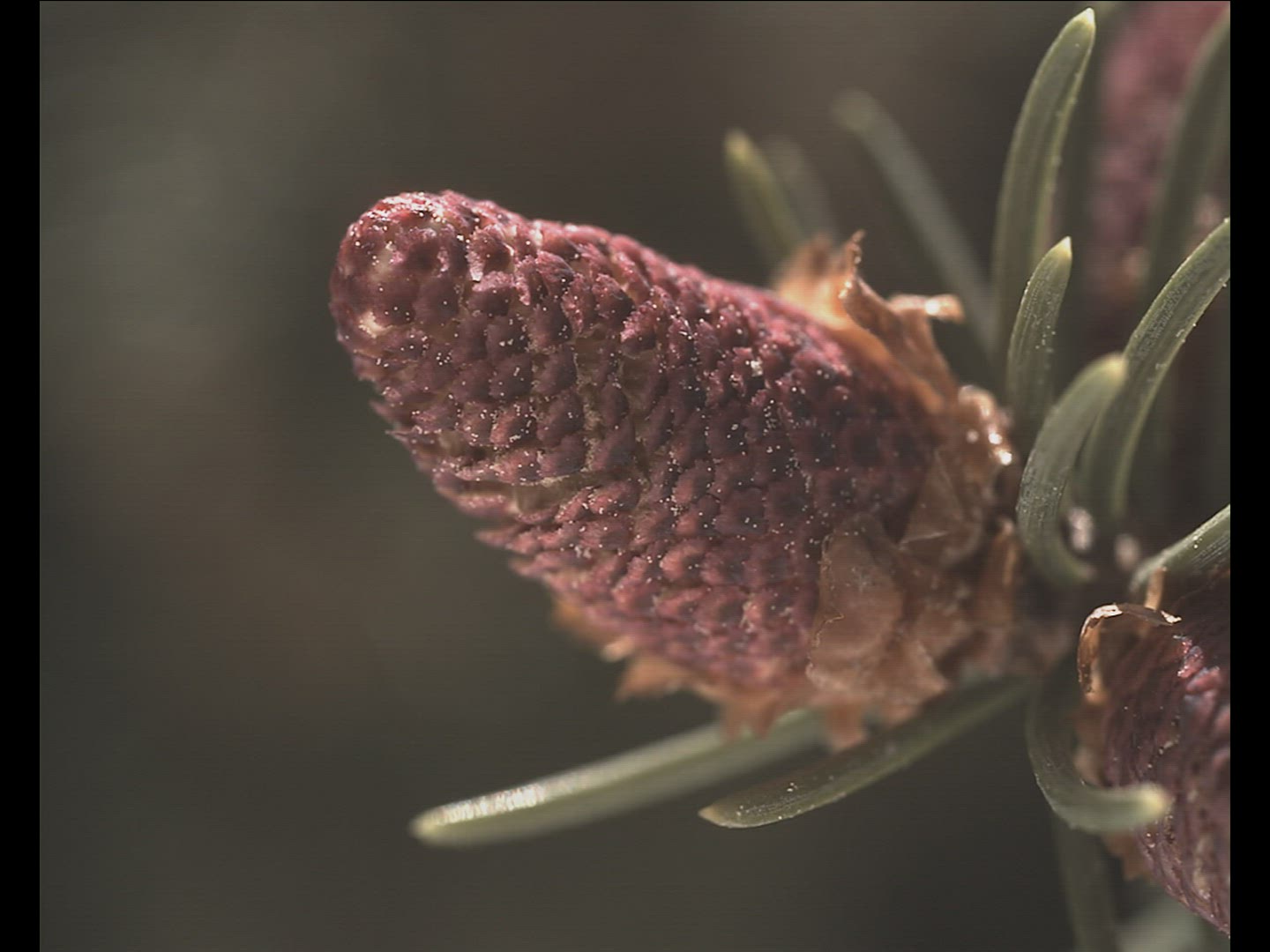 936702869 / Spruce Cone / Pollen Count