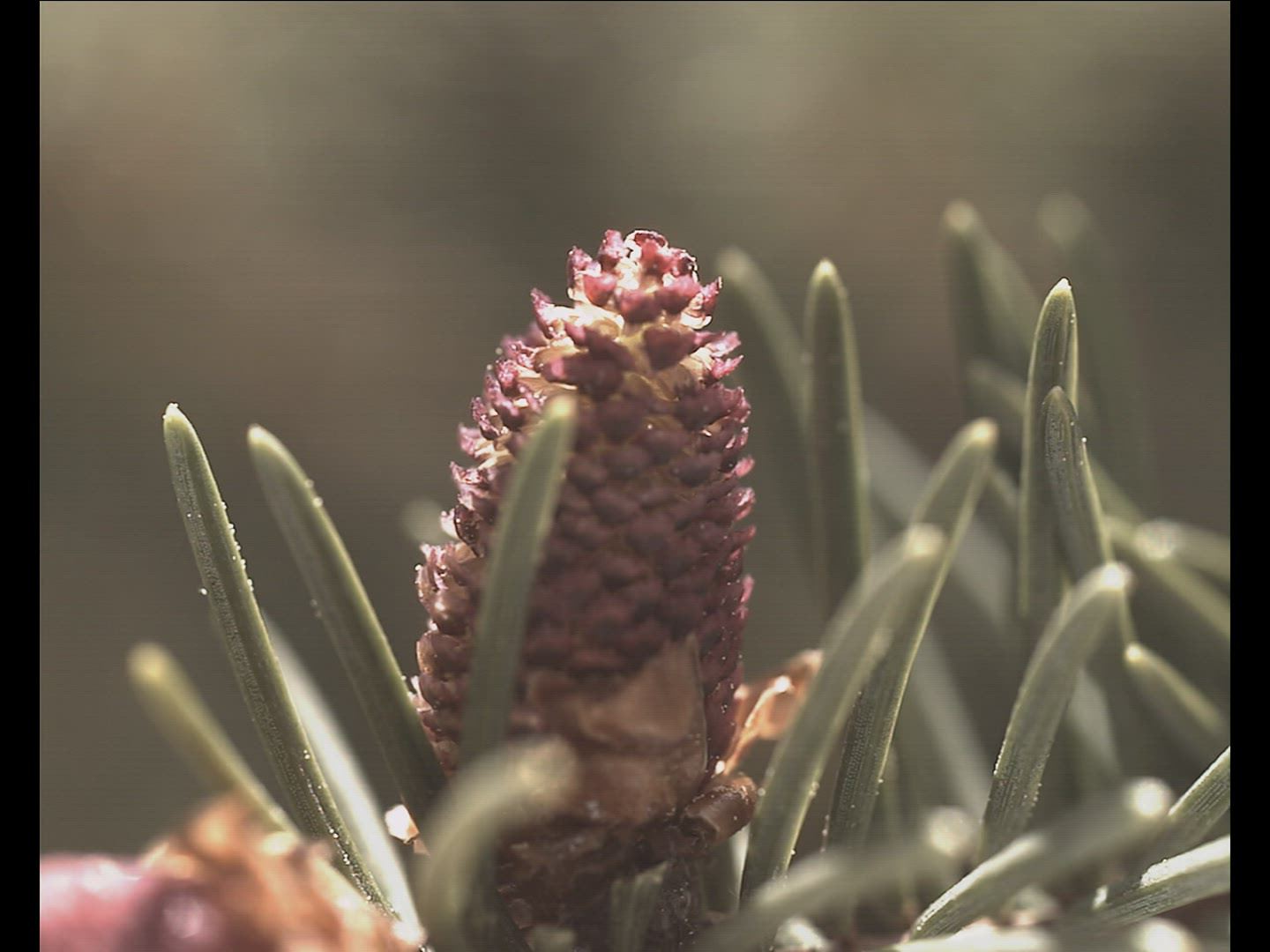 956411853 / Spruce Cone / Pollen Count