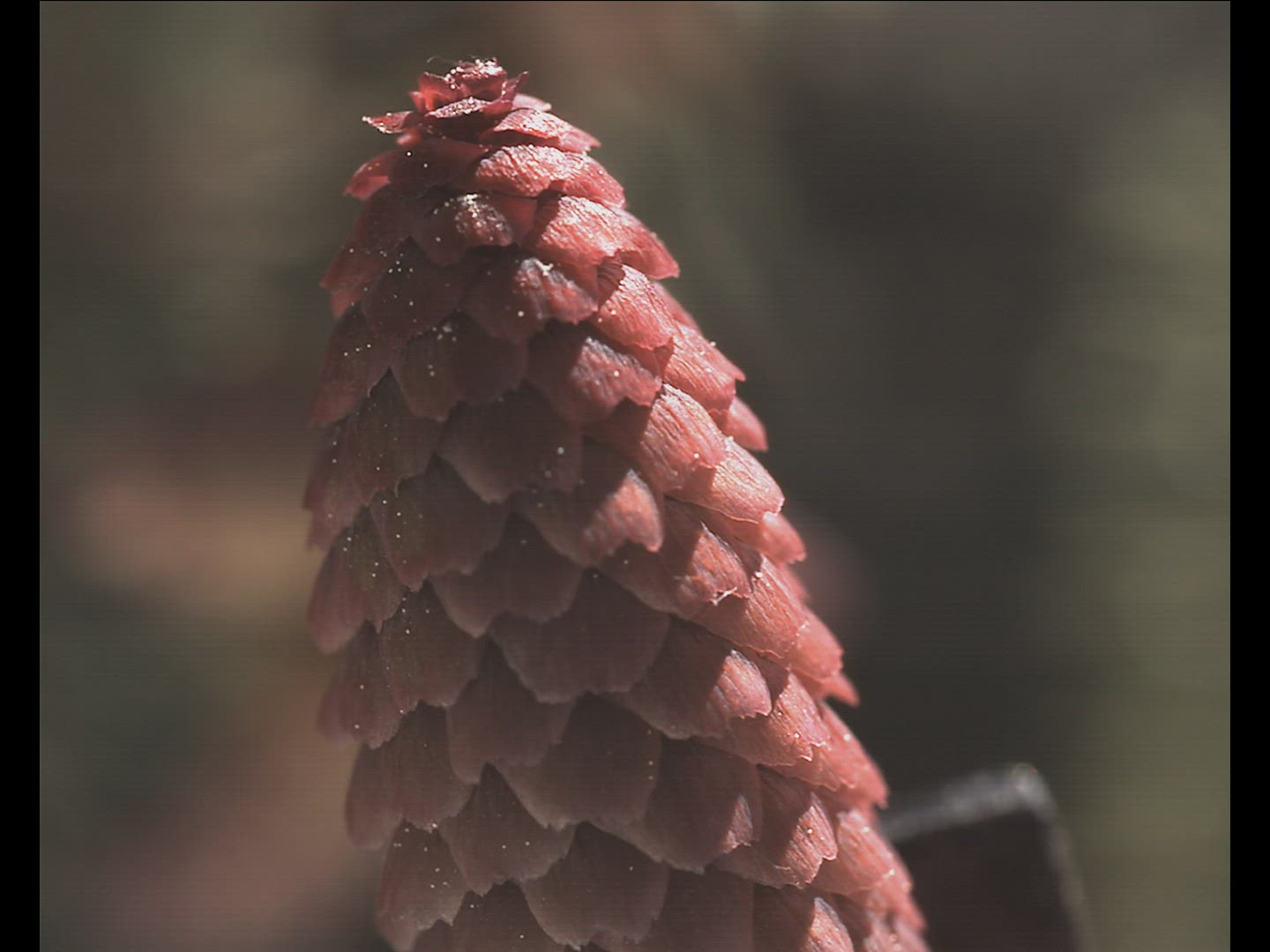 211376137 / Spruce Cone / Pollen Count