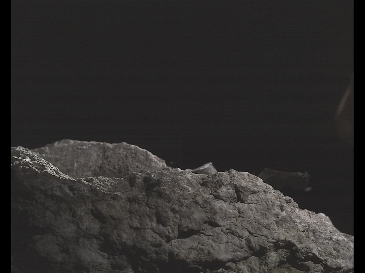 499920619 / Natterer's Bat / Flying