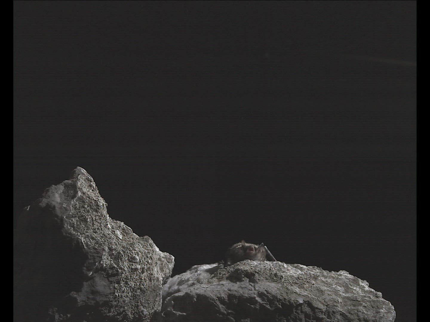 298730886 / Natterer's Bat / Flying