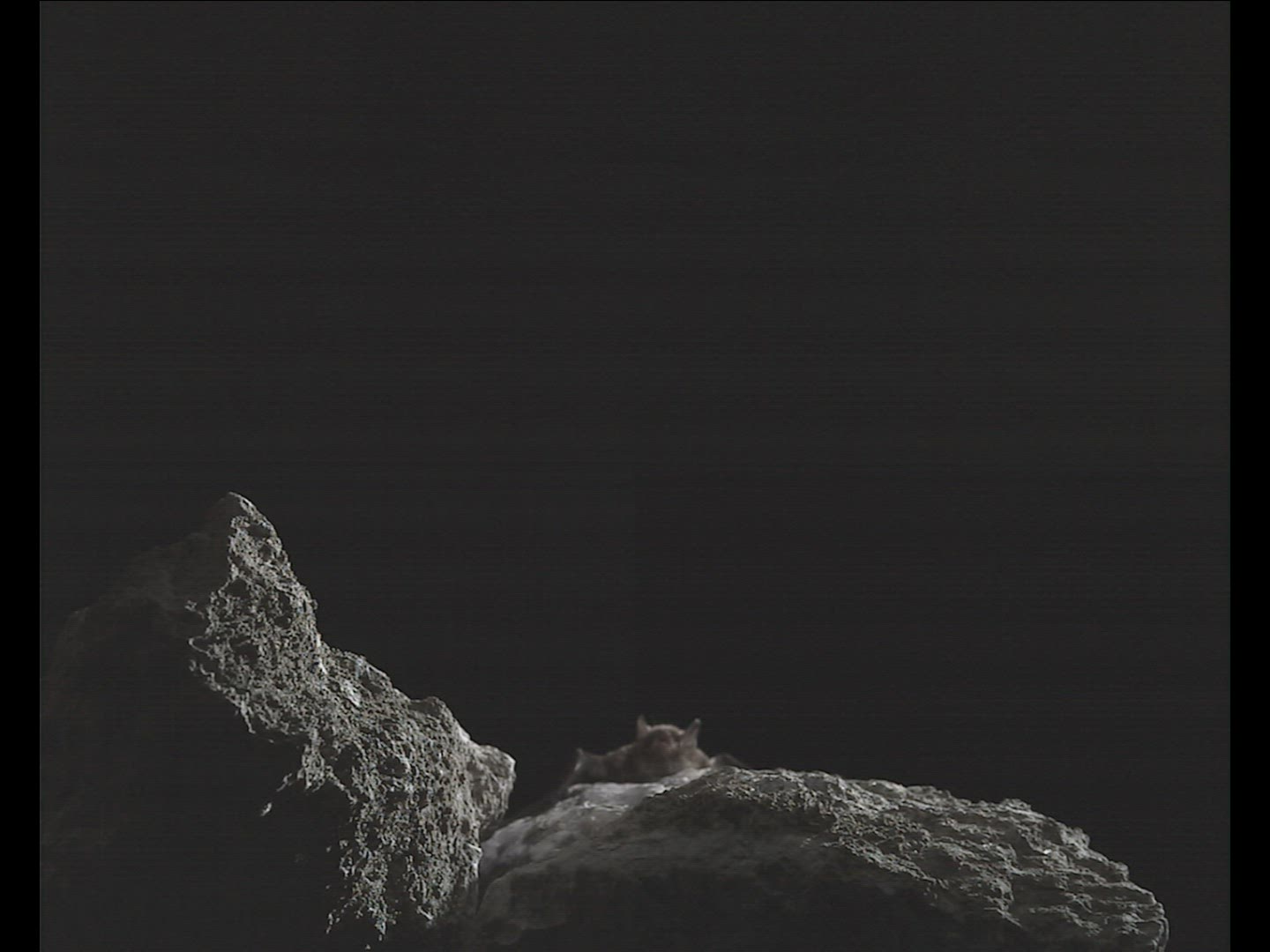 361910851 / Natterer's Bat / Flying