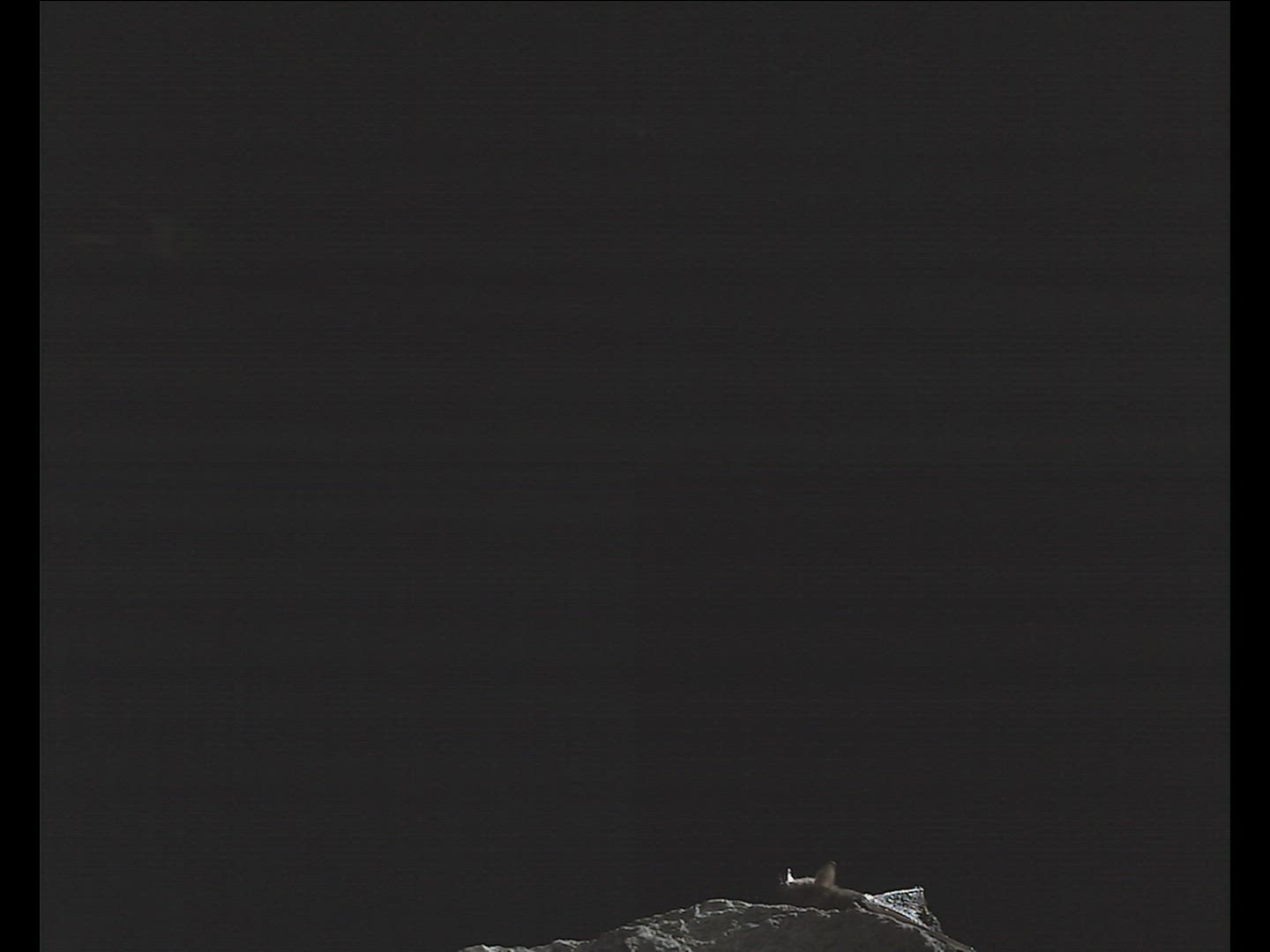 977886149 / Natterer's Bat / Flying