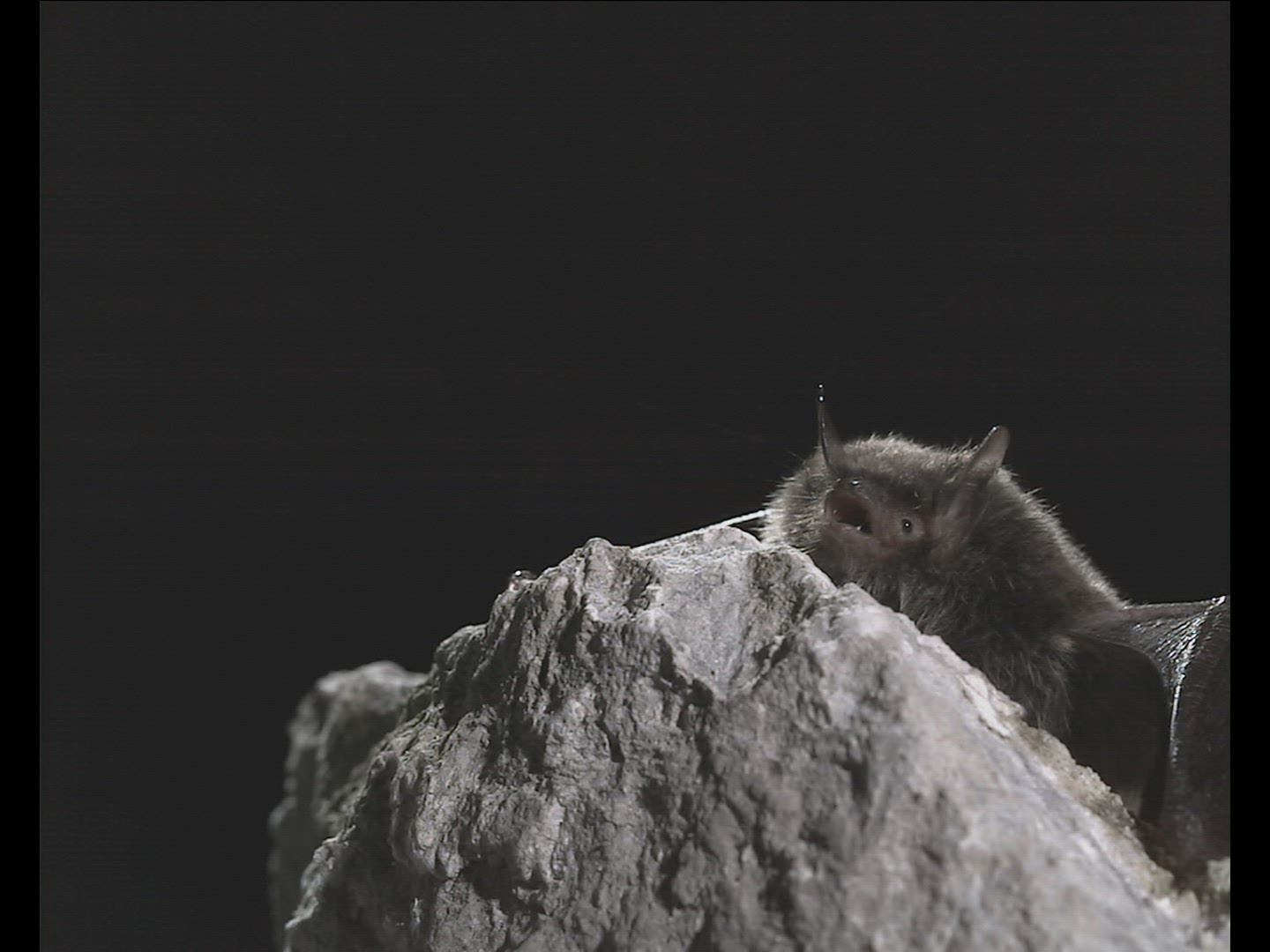 426391399 / Natterer's Bat / Flying