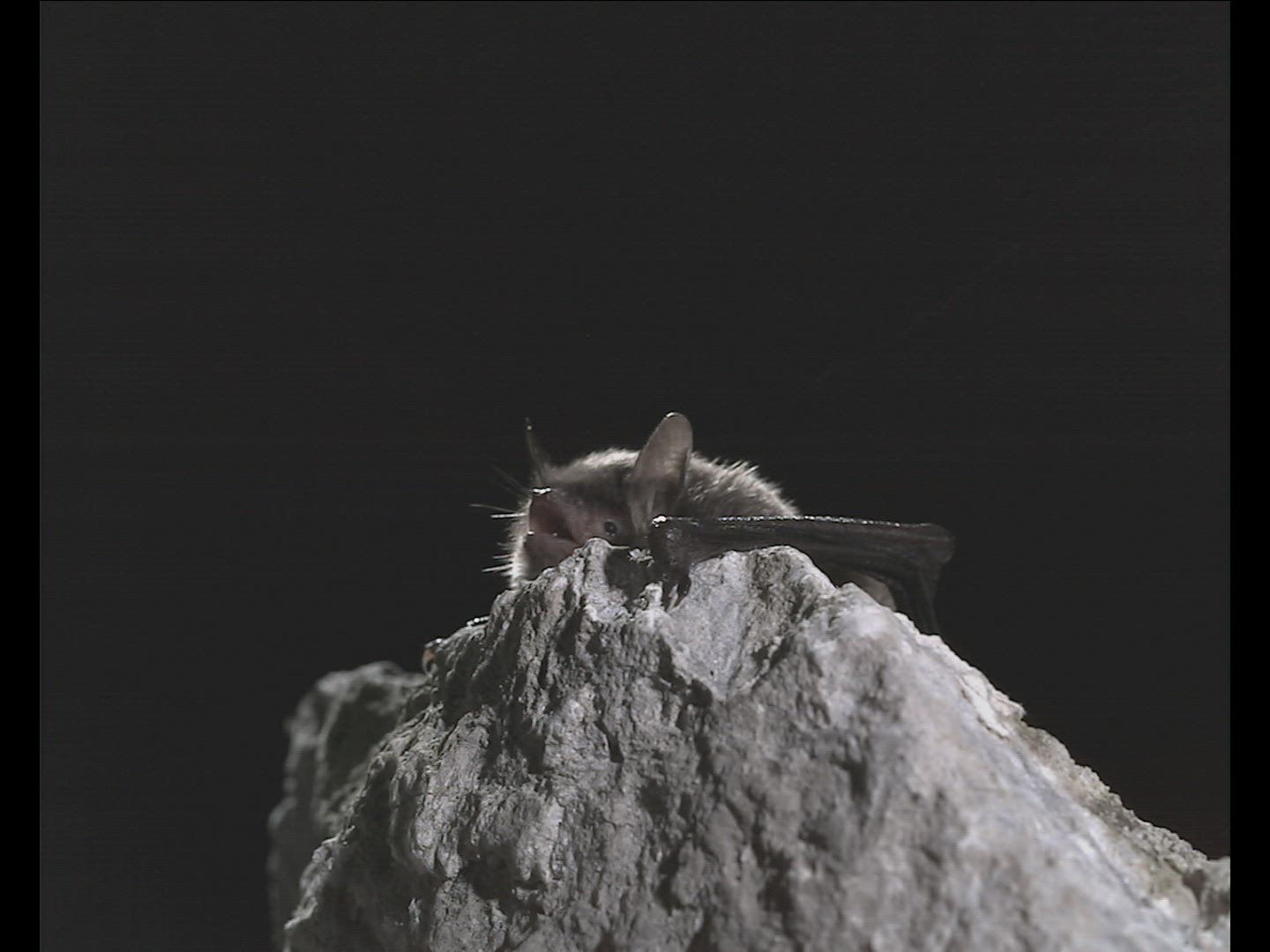 511187006 / Natterer's Bat / Flying