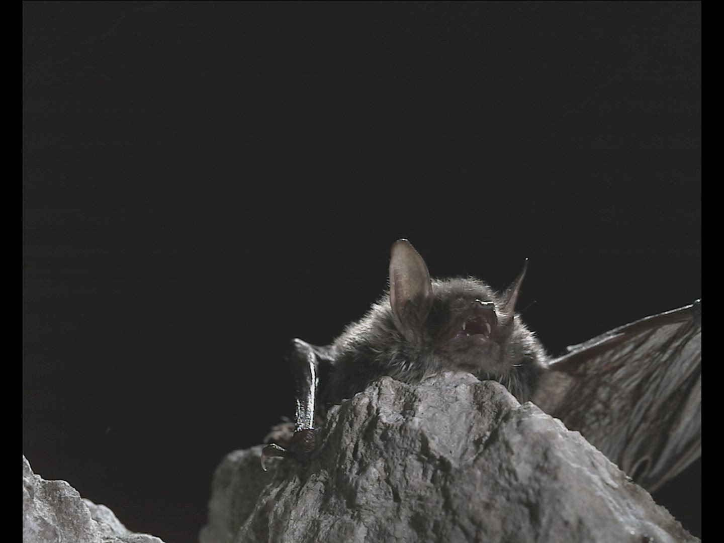 519079447 / Natterer's Bat / Flying