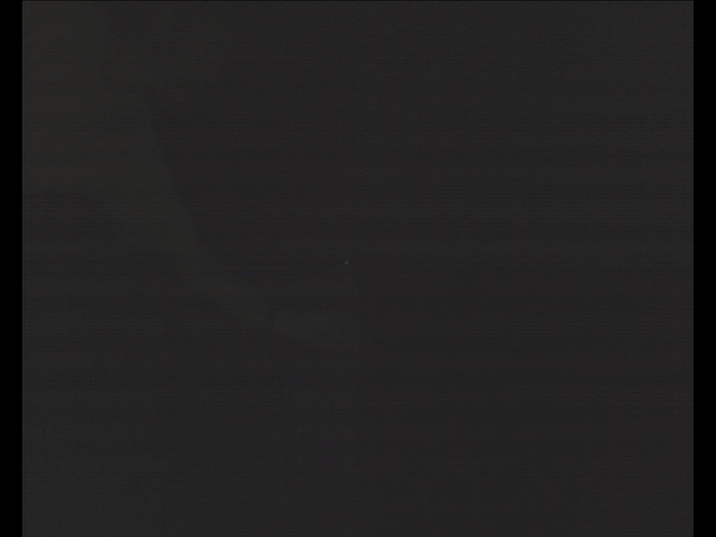 485177518 / Natterer's Bat / Flying