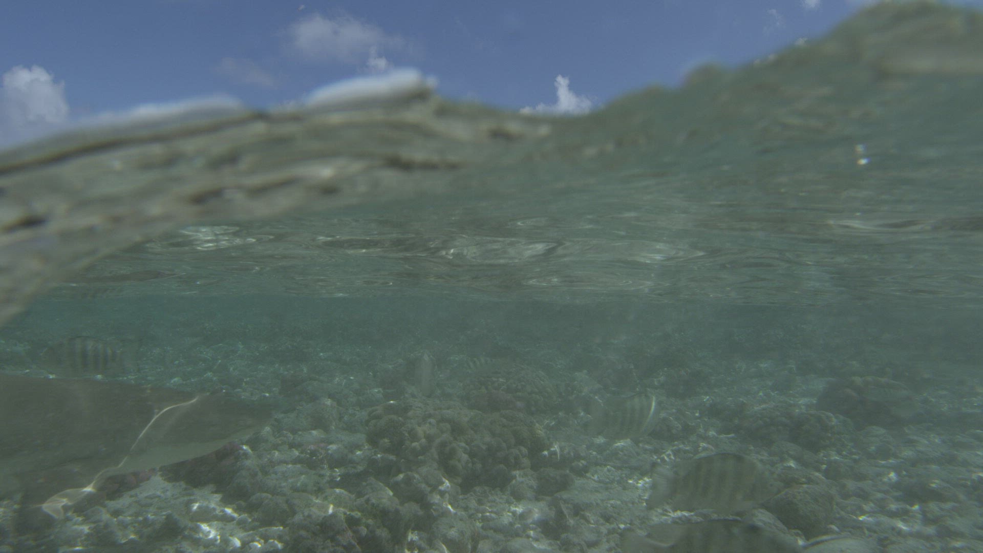812295371 / Blacktip Reef Shark / Dorsal Fin / Pacific Ocean / French Polynesia