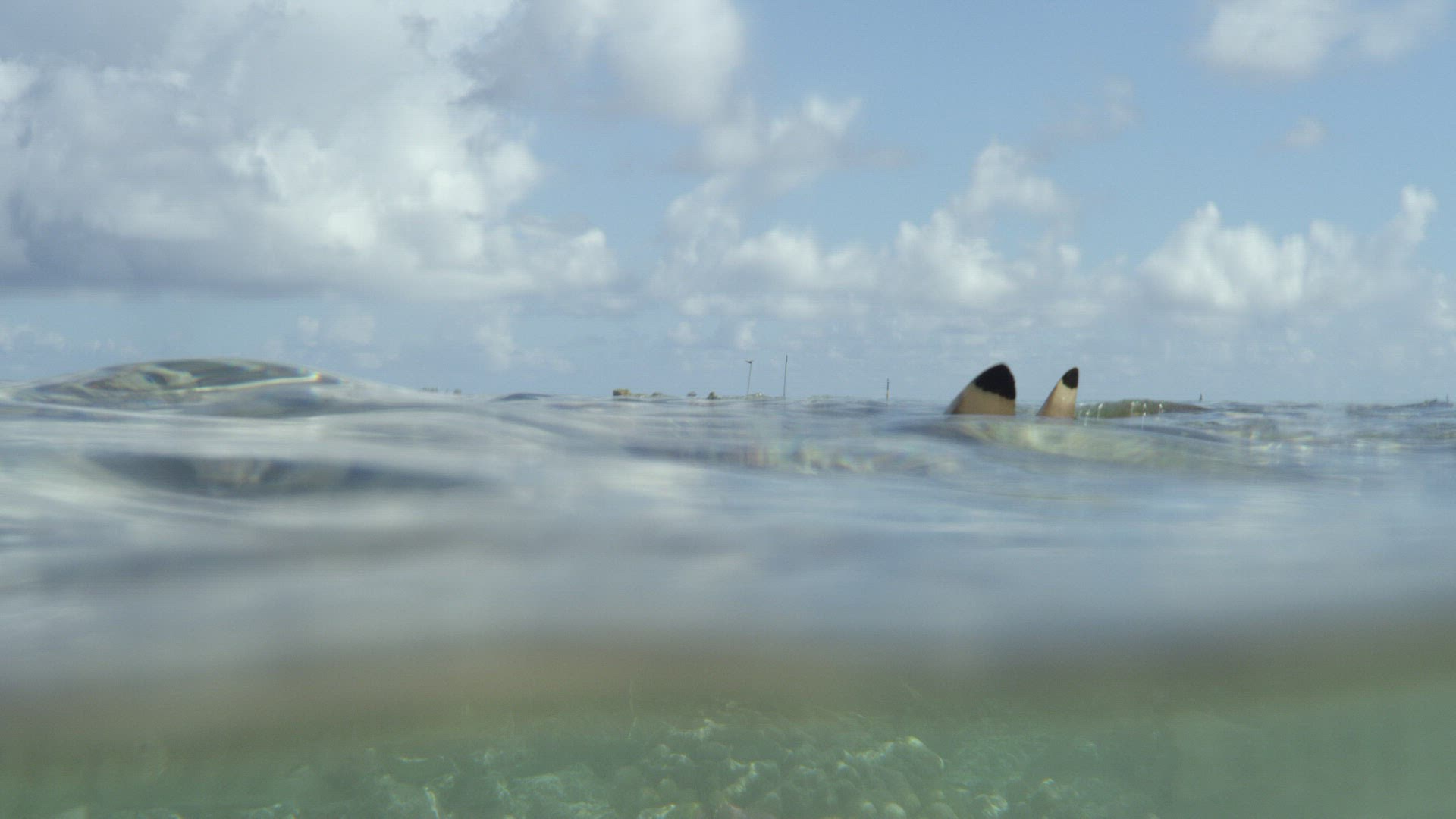 140990065 / Blacktip Reef Shark / Dorsal Fin / Pacific Ocean / French Polynesia
