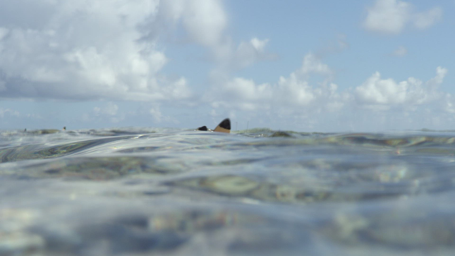 227604997 / Blacktip Reef Shark / Dorsal Fin / Pacific Ocean / French Polynesia