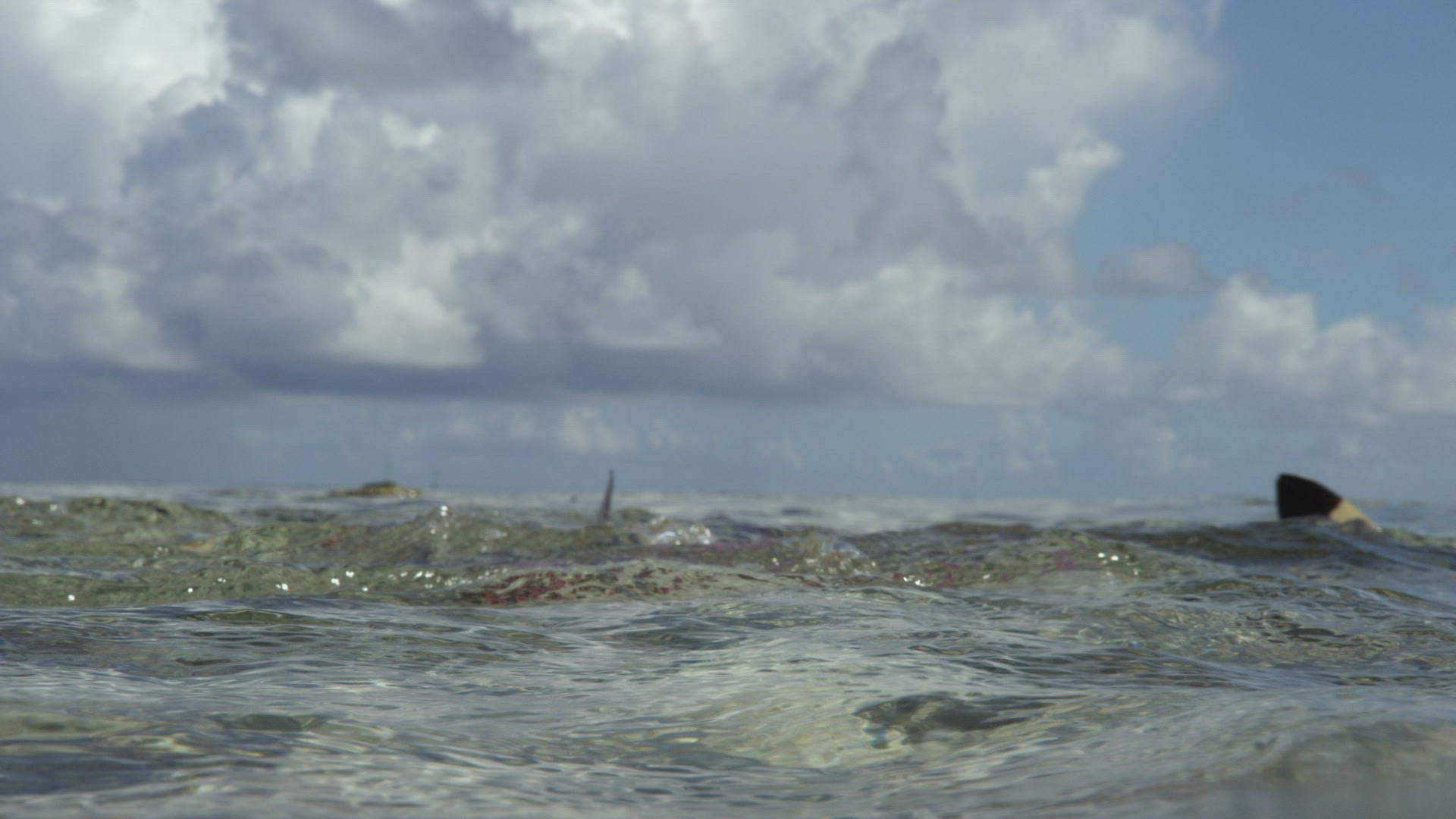 430182287 / Blacktip Reef Shark / Dorsal Fin / Pacific Ocean / French Polynesia