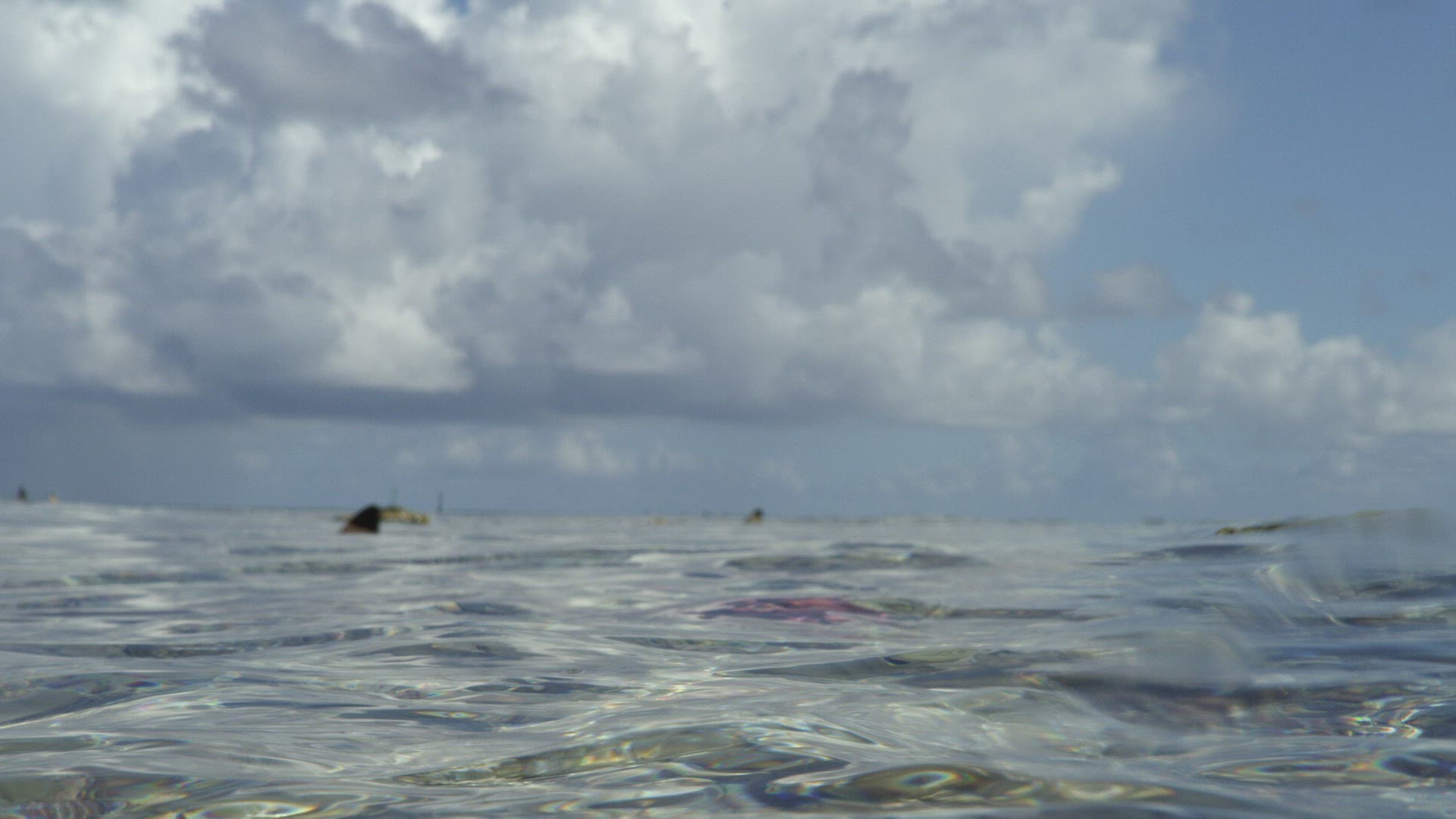 499521261 / Blacktip Reef Shark / Dorsal Fin / Pacific Ocean / French Polynesia