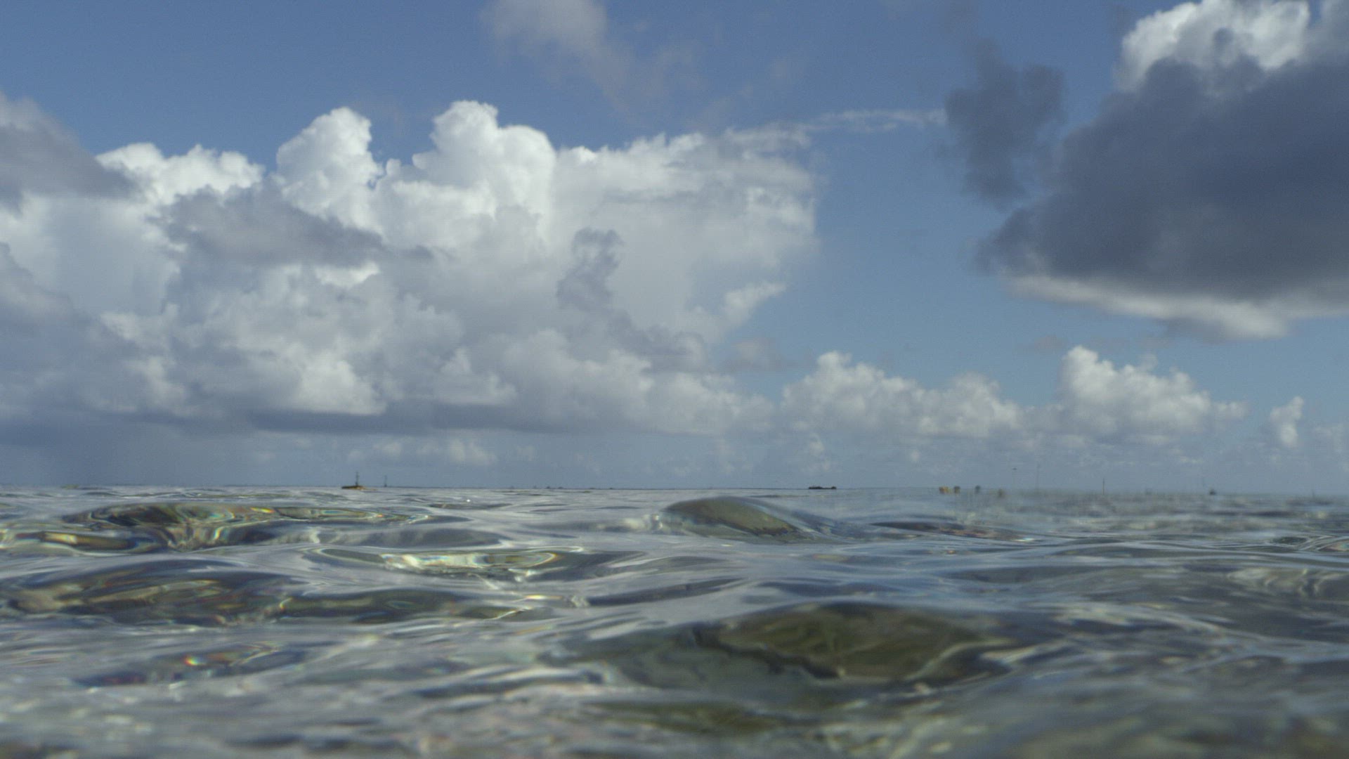 424745102 / Blacktip Reef Shark / Dorsal Fin / Pacific Ocean / French Polynesia