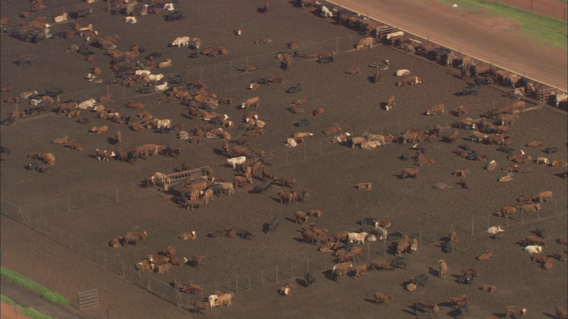 873135225 / Cattle Breeding / South Africa