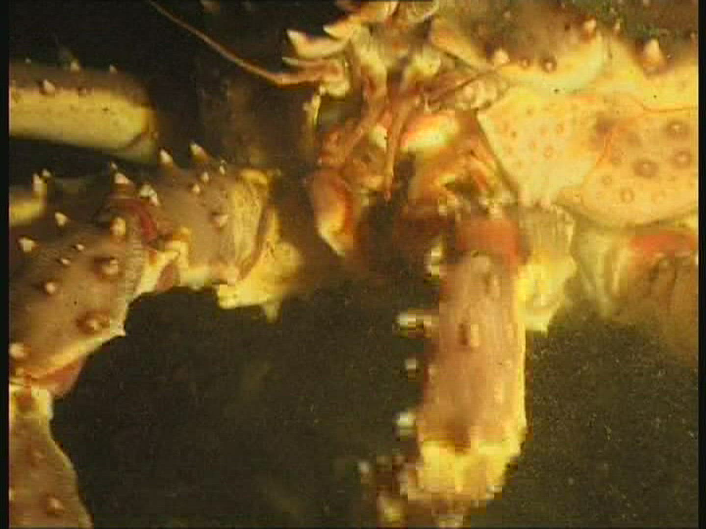 764928054 / Red King Crab / Mouth Tools