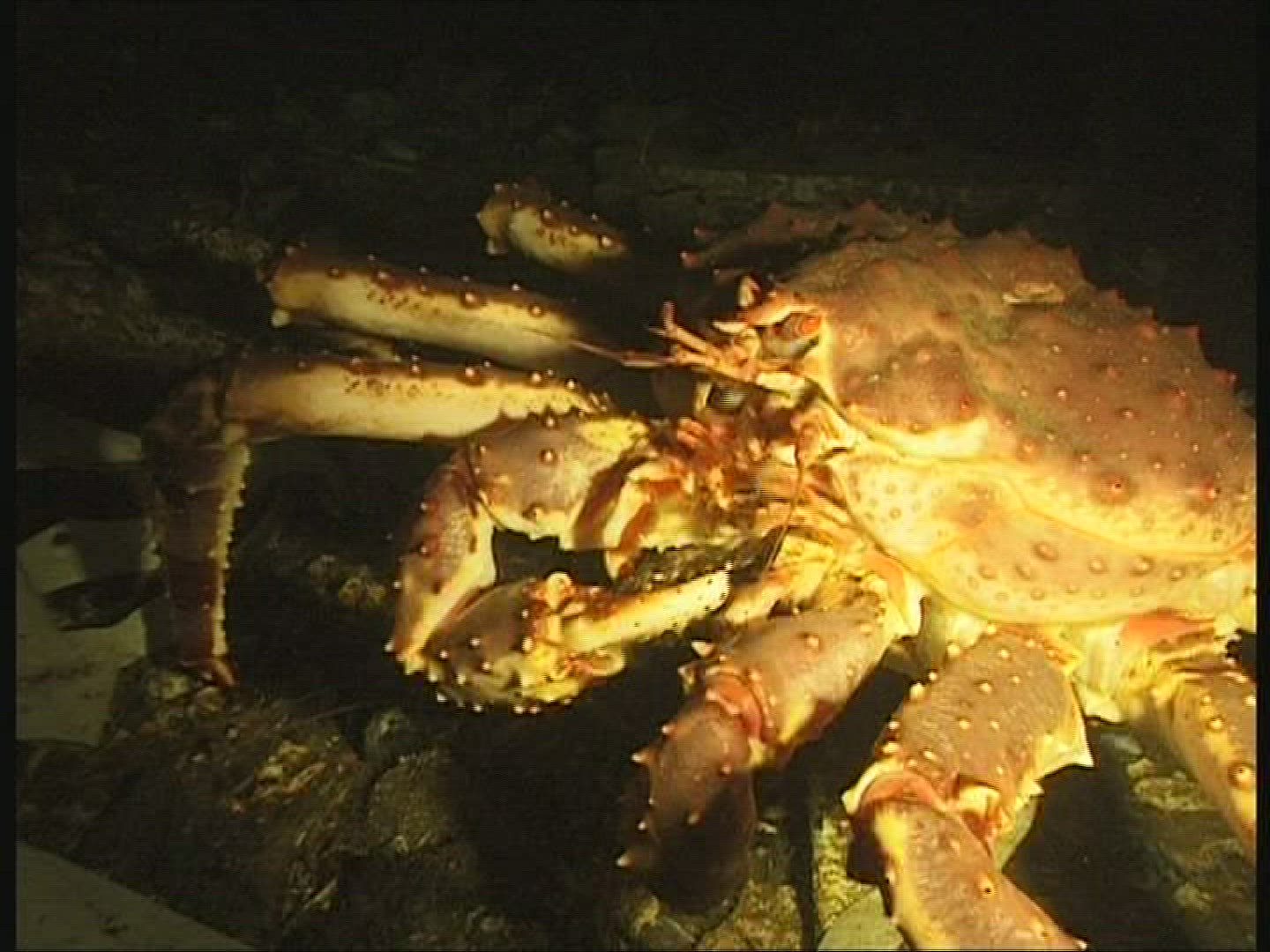 188813444 / Red King Crab / Mouth Tools