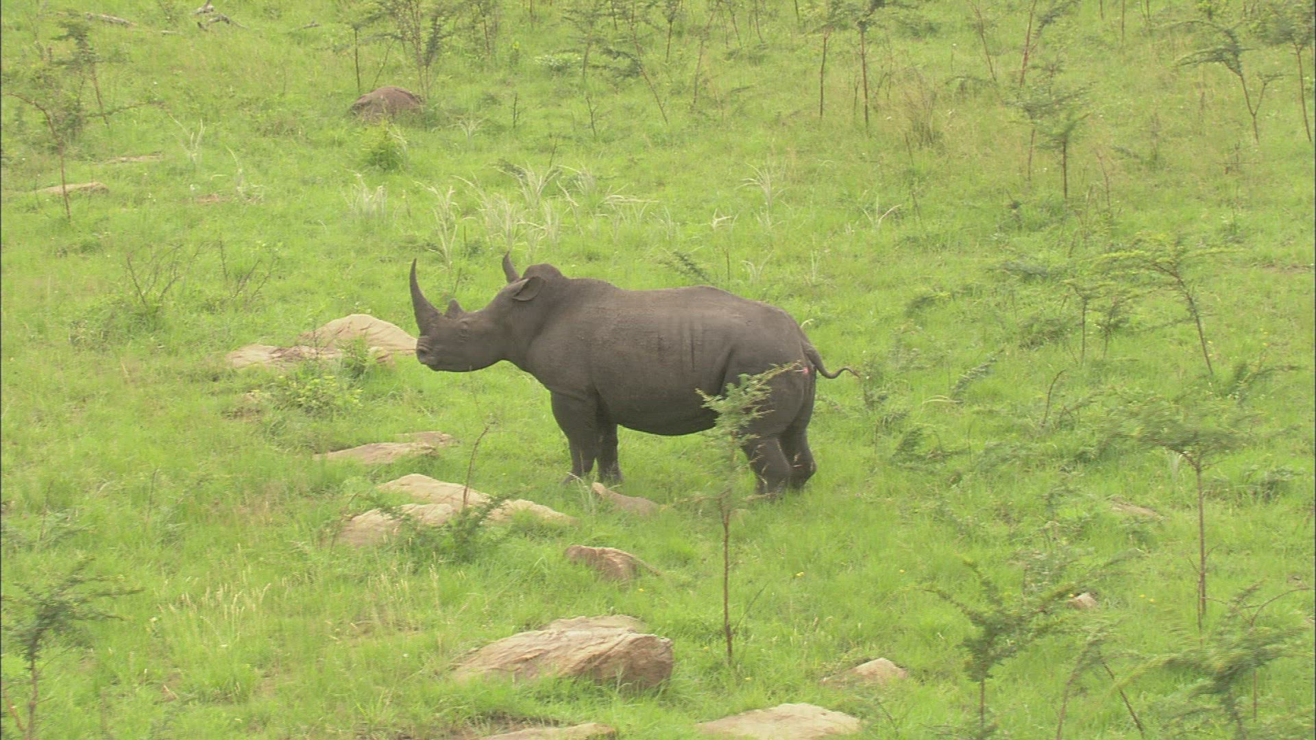 359178857 / Black Rhinoceros / Stunning / South Africa