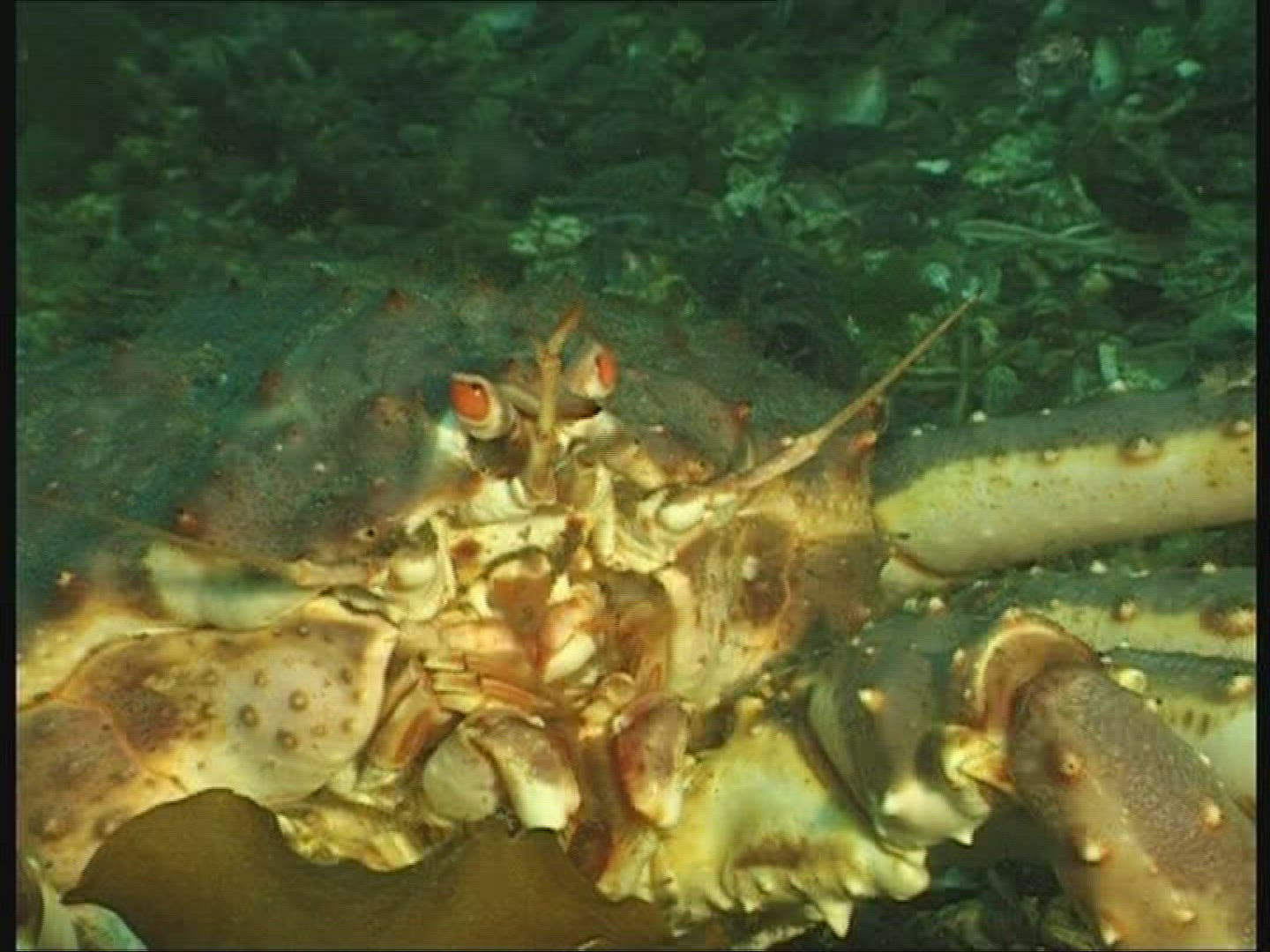 685464295 / Red King Crab / Mouth Tools