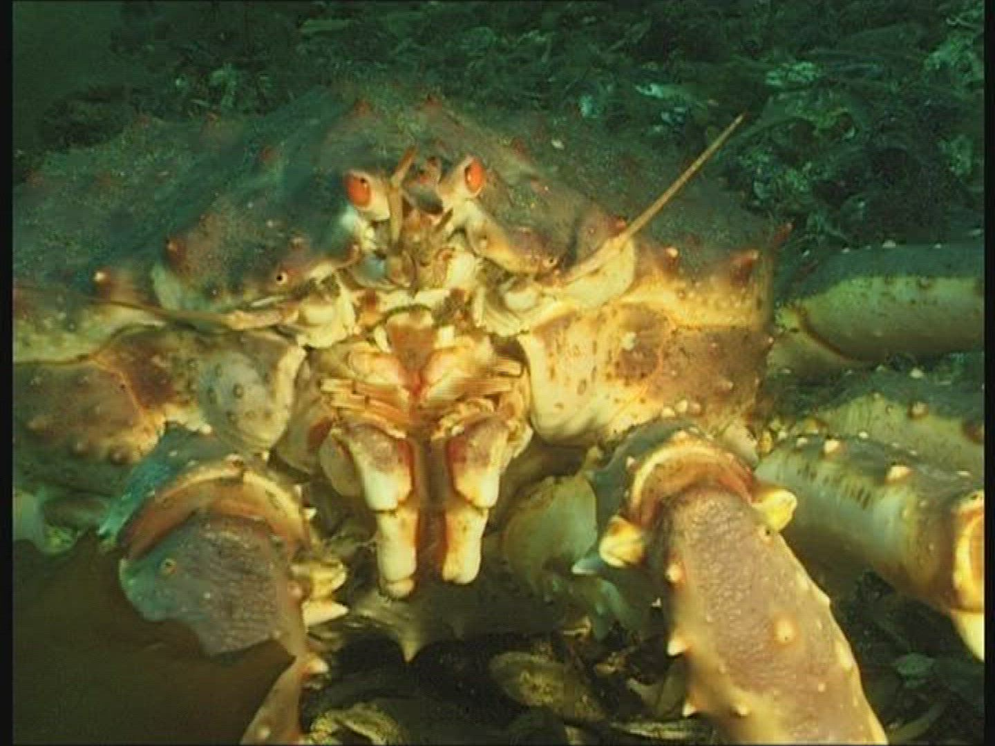 828201543 / Red King Crab / Mouth Tools