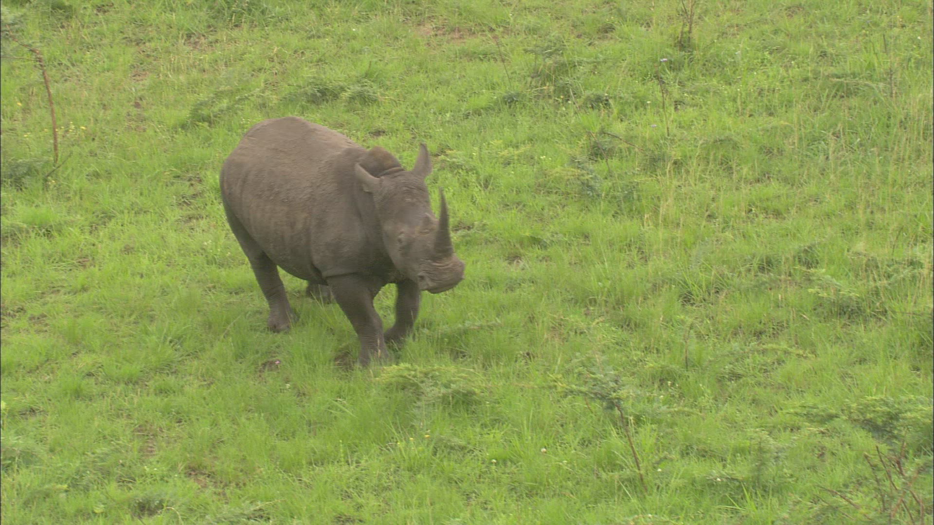 928783237 / Black Rhinoceros / Stunning / South Africa