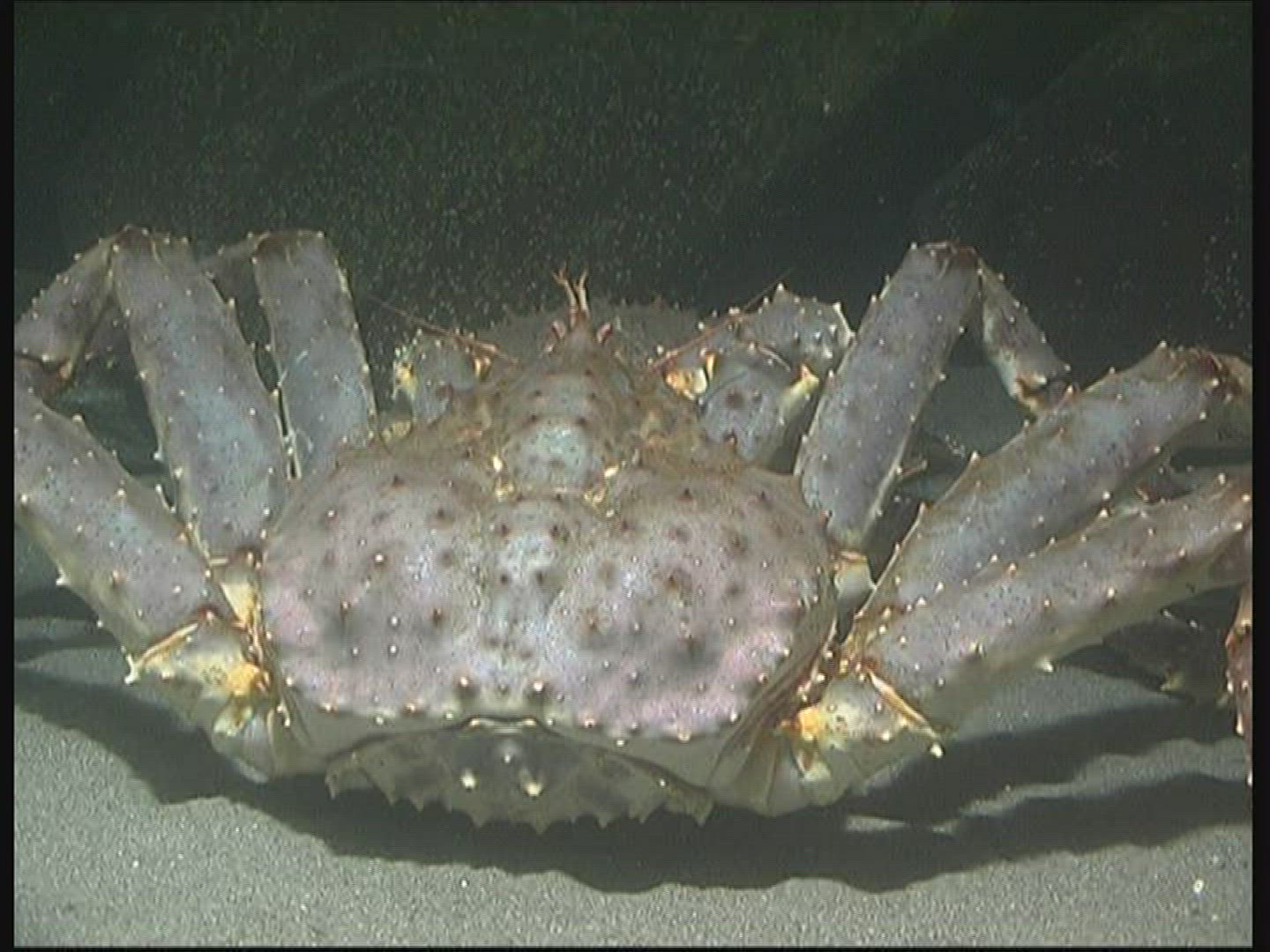 418086956 / Red King Crab / Mouth Tools