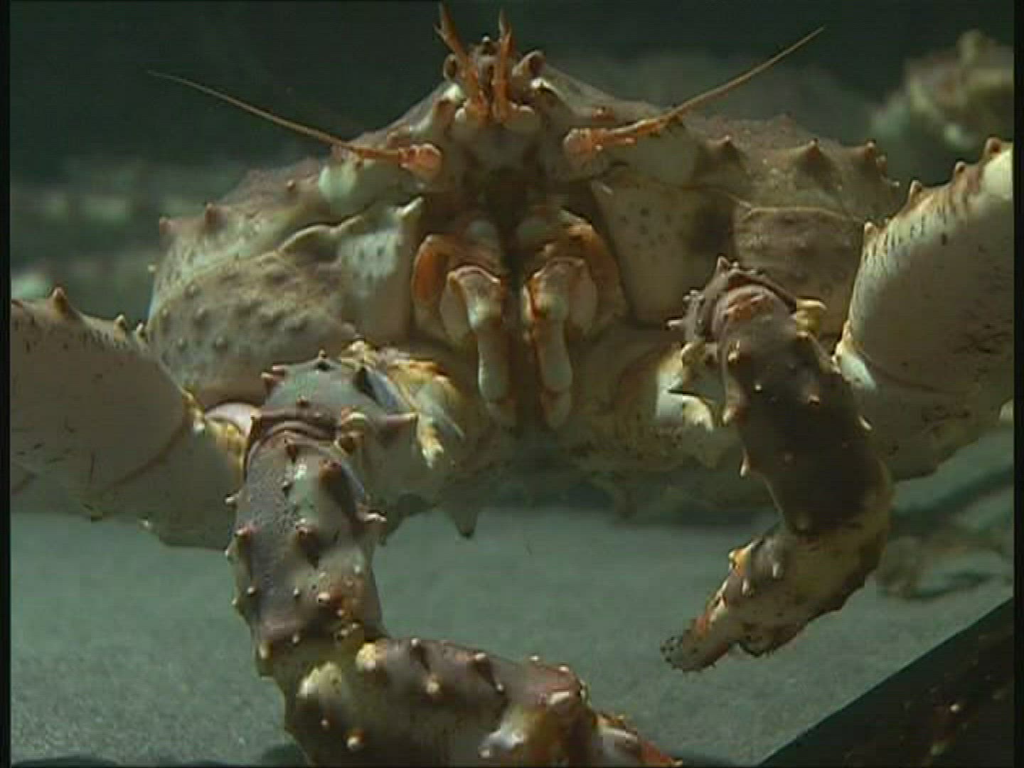 580607382 / Red King Crab / Mouth Tools