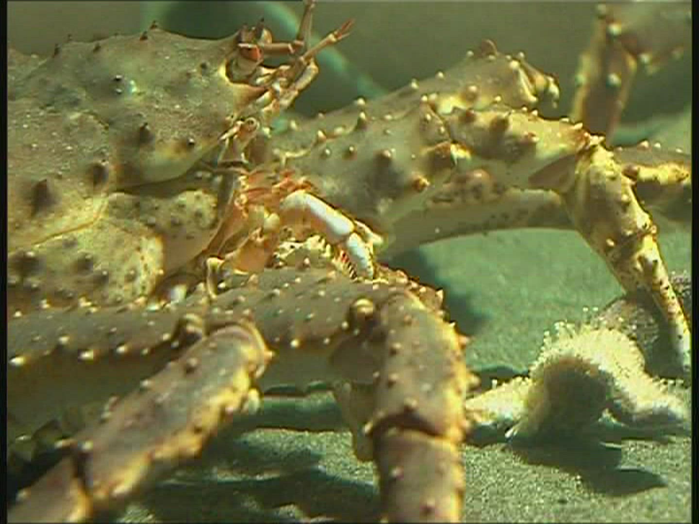 995676023 / Red King Crab / Mouth Tools