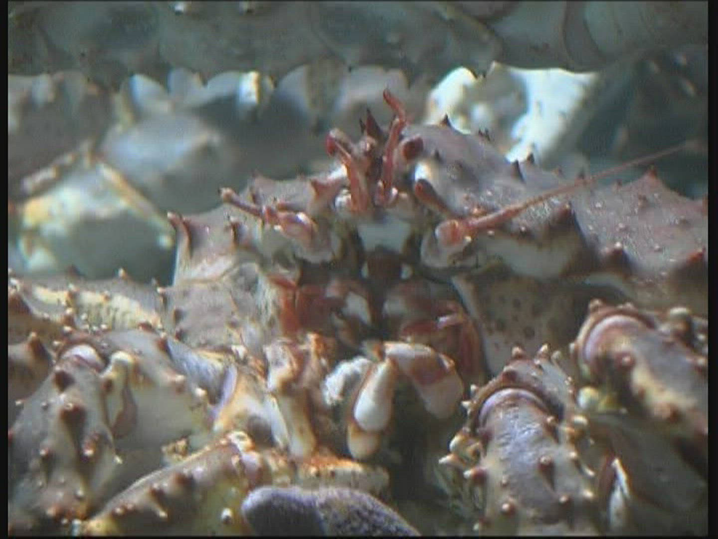 500175803 / Red King Crab / Mouth Tools