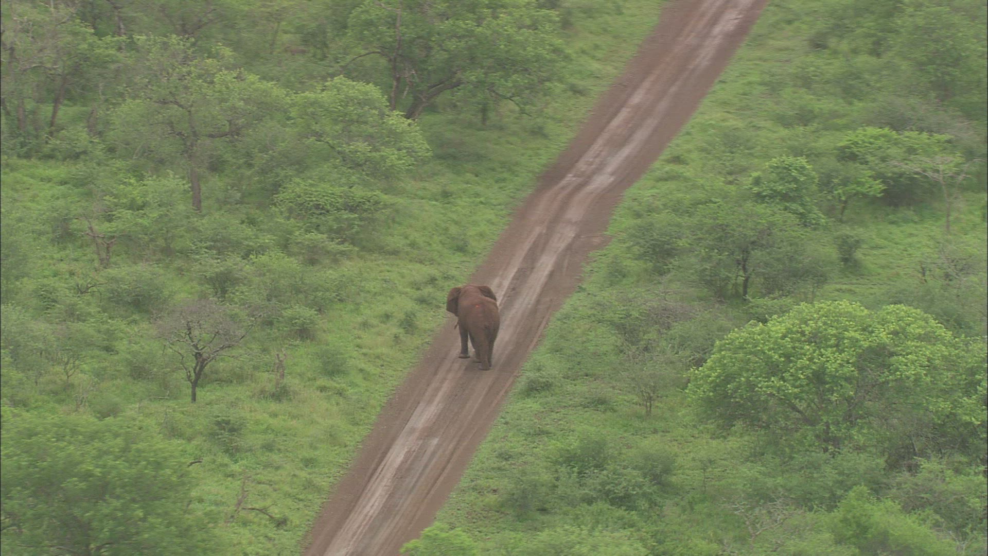 484772020 / African Elephant / Stunning / South Africa