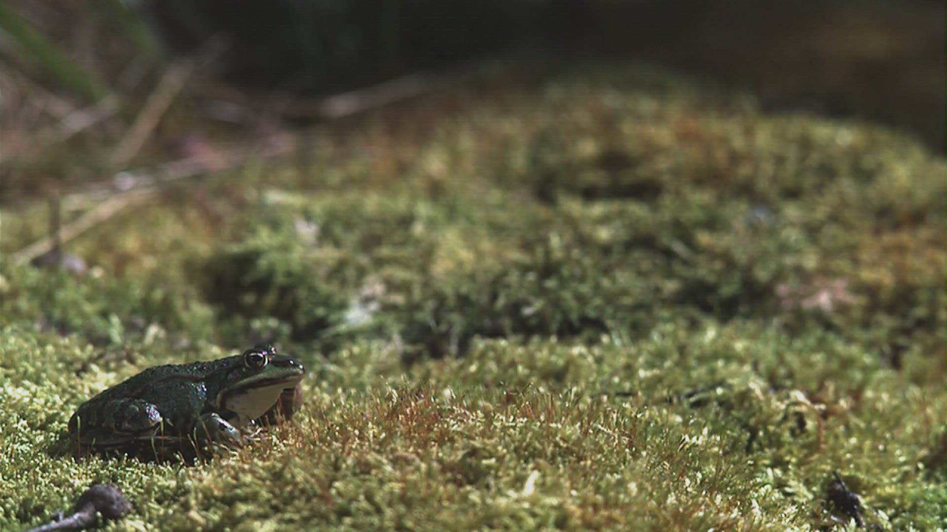 270137440 / Greenback / Pool Frog / Jumping