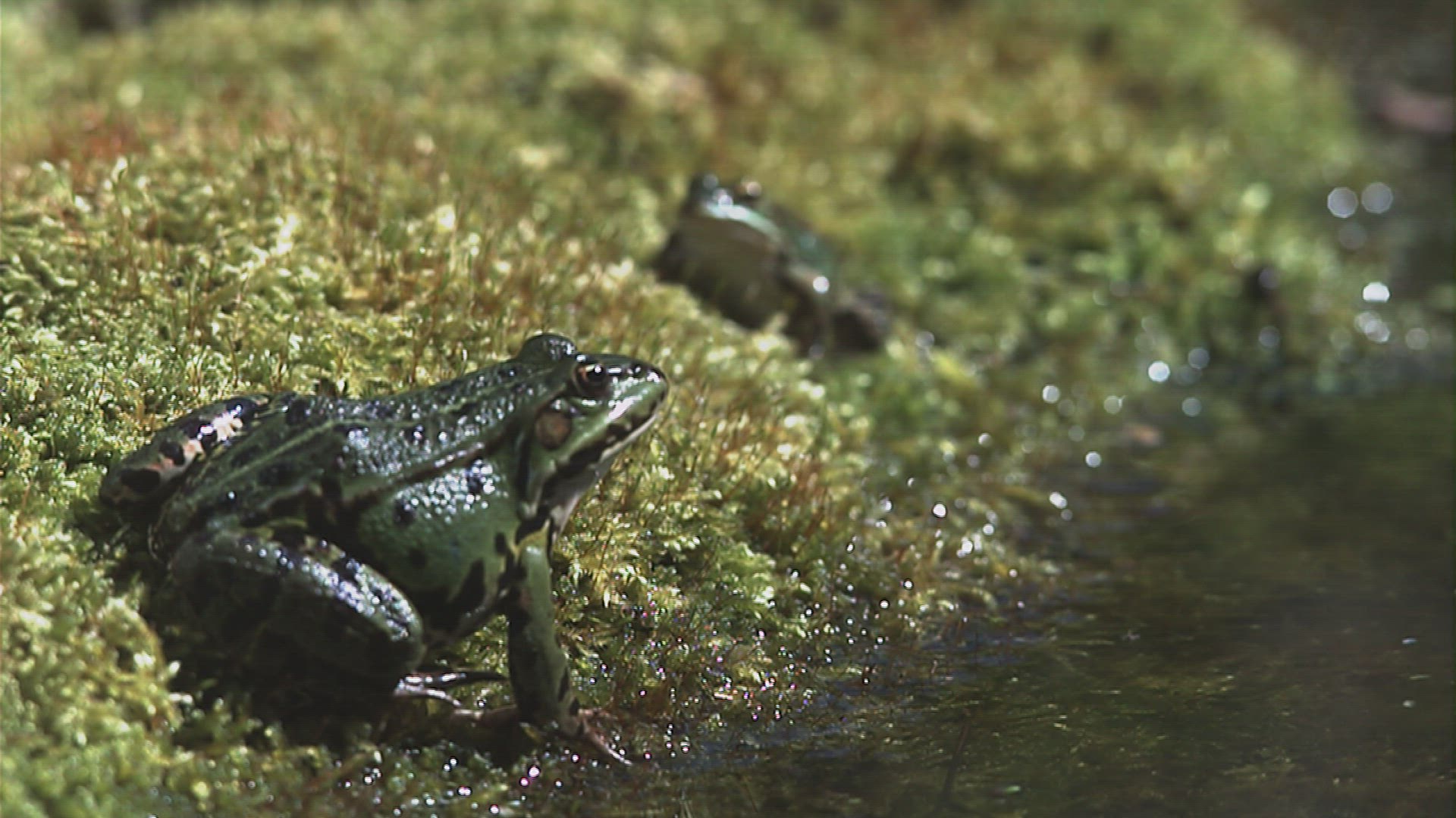 682993759 / Greenback / Pool Frog / Jumping