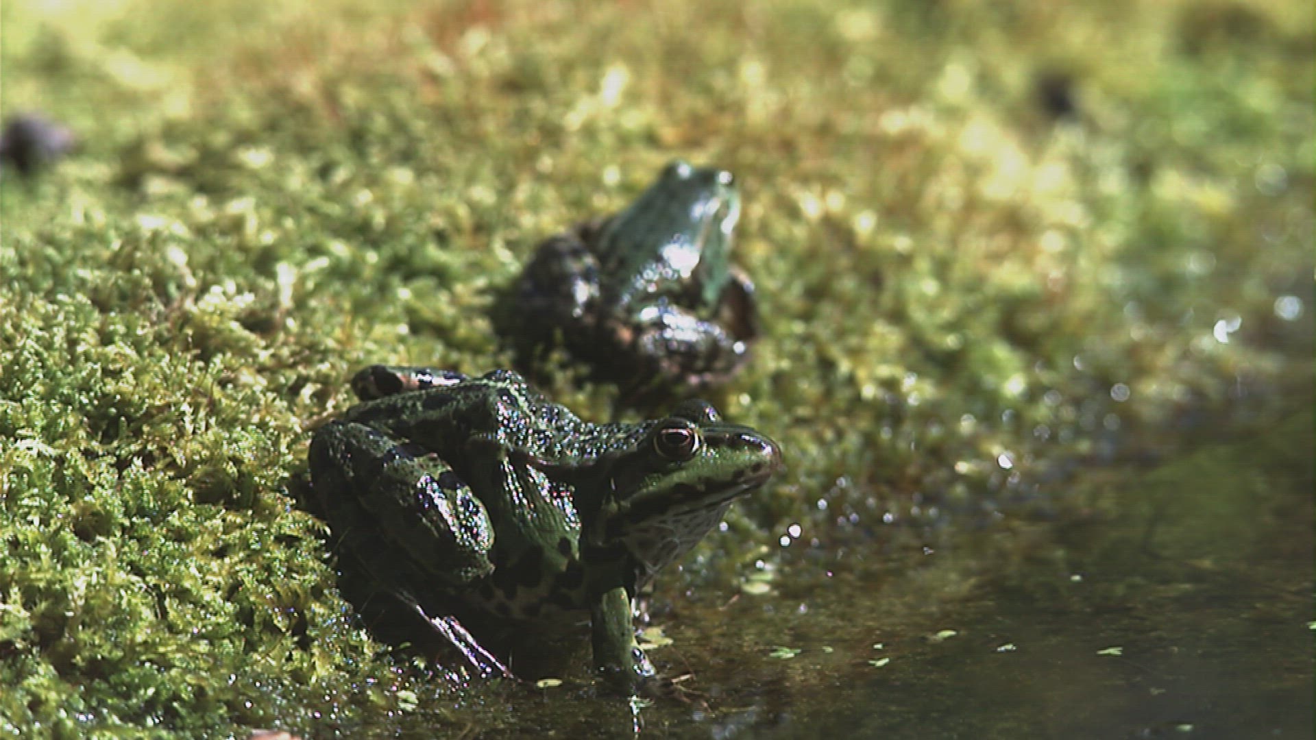 568789525 / Greenback / Pool Frog / Jumping