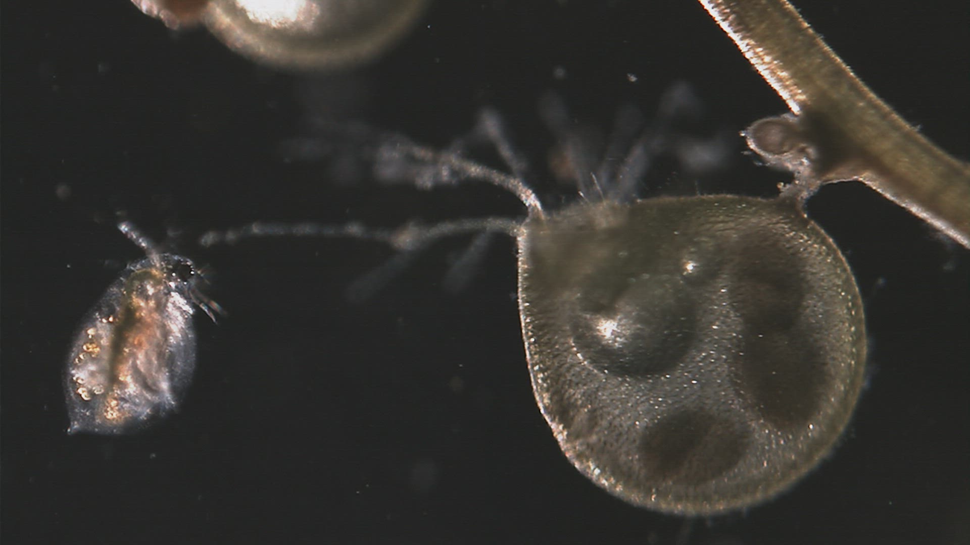 692359417 / Crustacean / Chironomid Midge / Carnivorous Plant