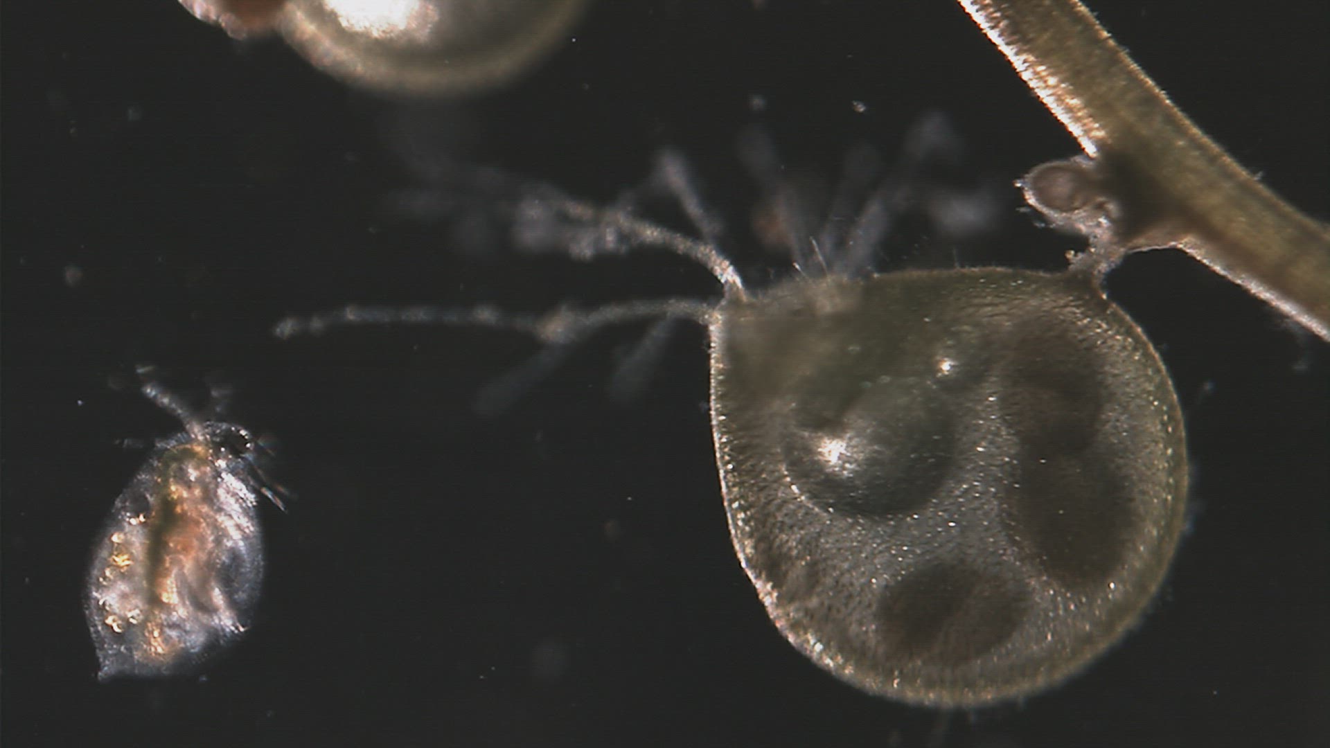 368616314 / Crustacean / Chironomid Midge / Carnivorous Plant