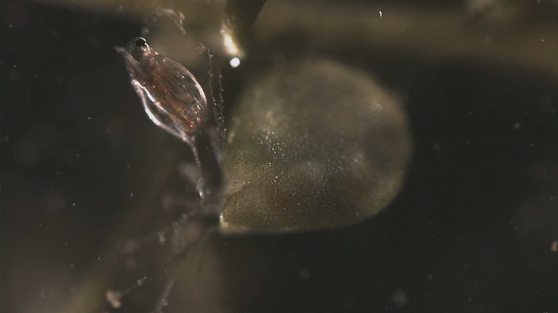 127675934 / Crustacean / Chironomid Midge / Carnivorous Plant