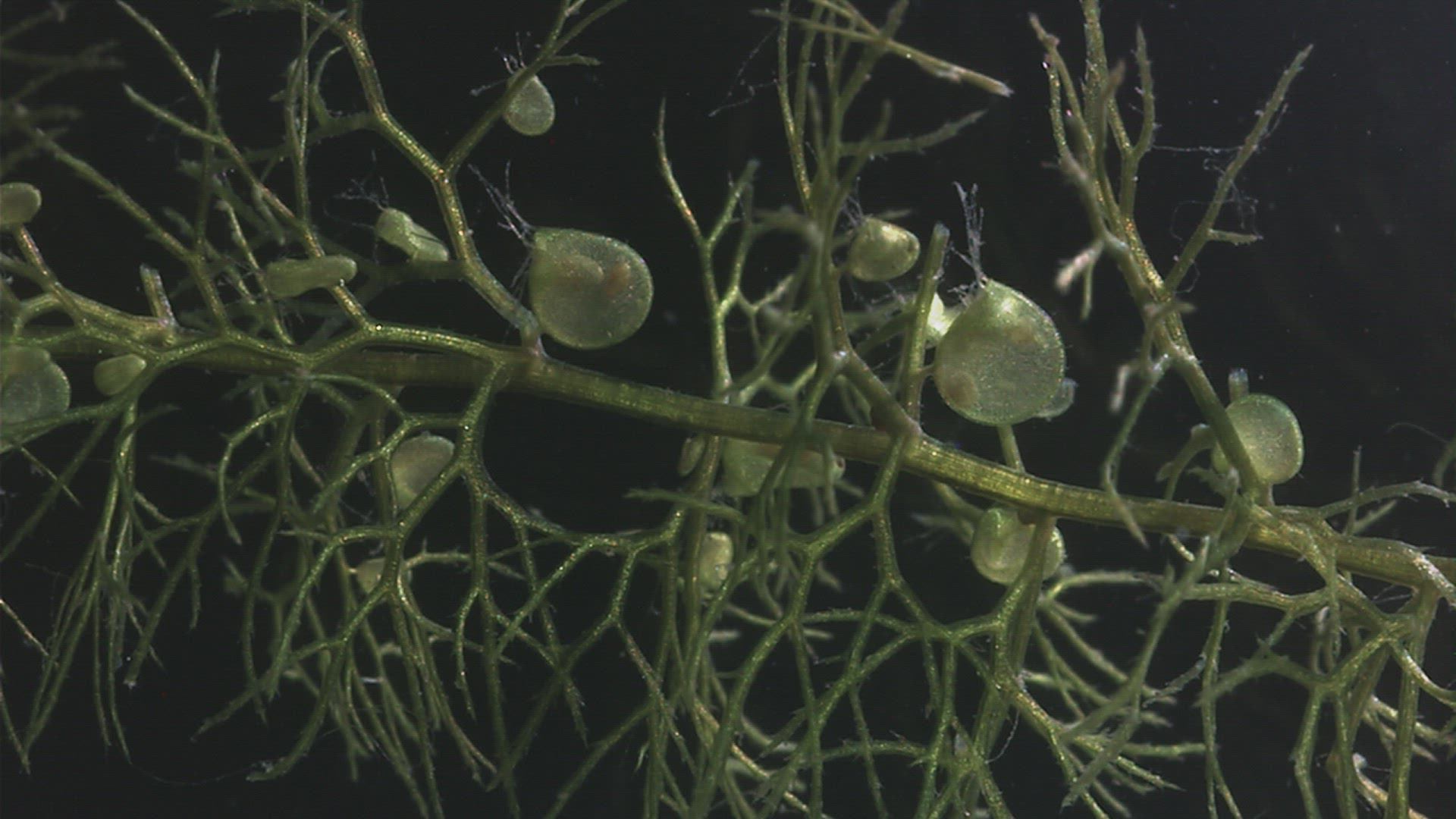 320743217 / Crustacean / Chironomid Midge / Carnivorous Plant
