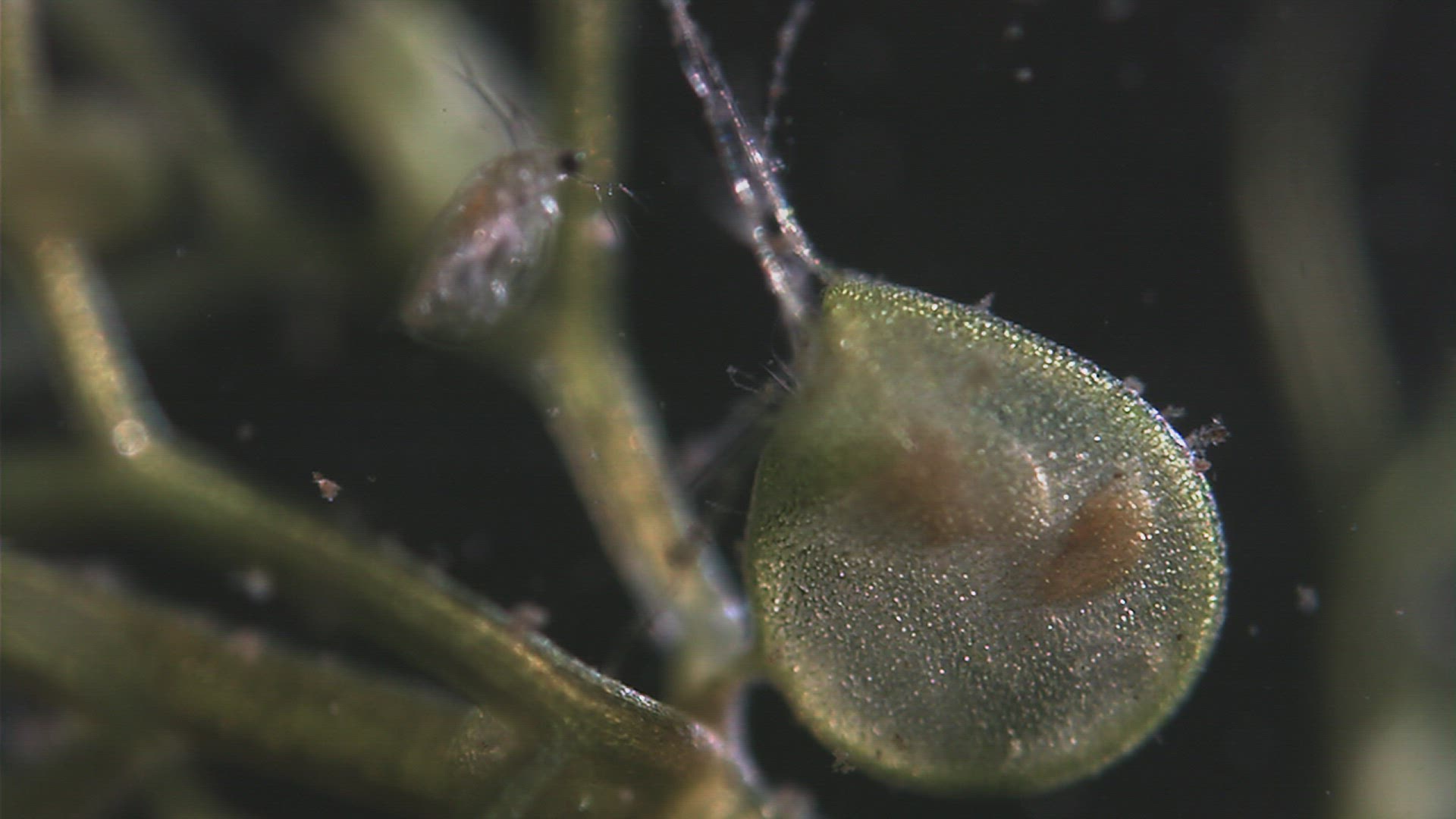 236904033 / Crustacean / Chironomid Midge / Carnivorous Plant