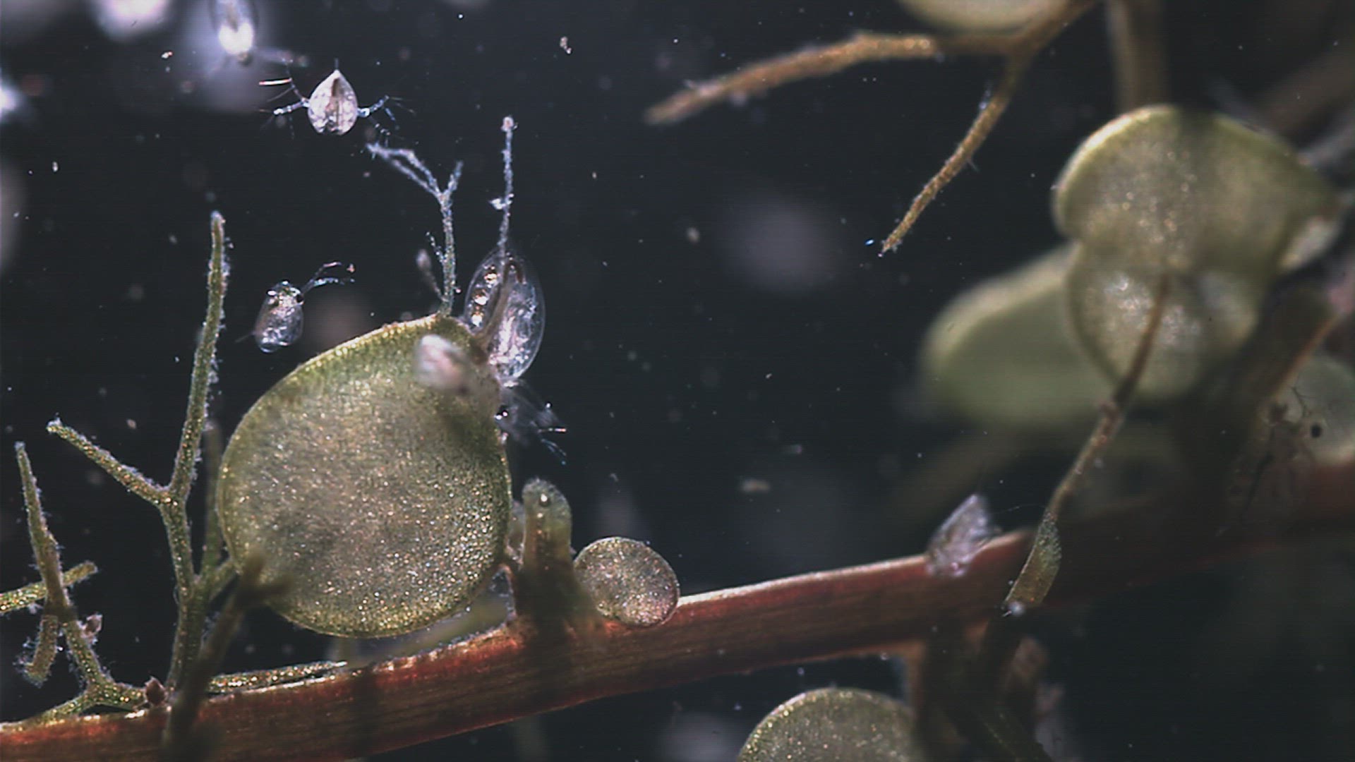 191843041 / Crustacean / Chironomid Midge / Carnivorous Plant