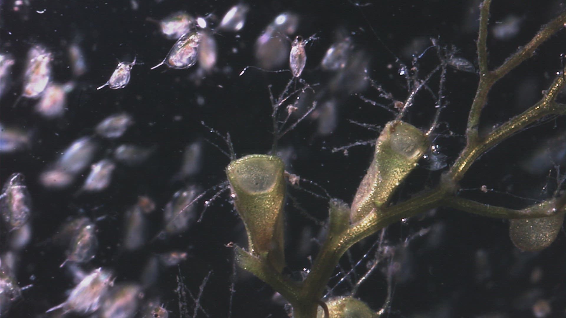 404942465 / Crustacean / Chironomid Midge / Carnivorous Plant