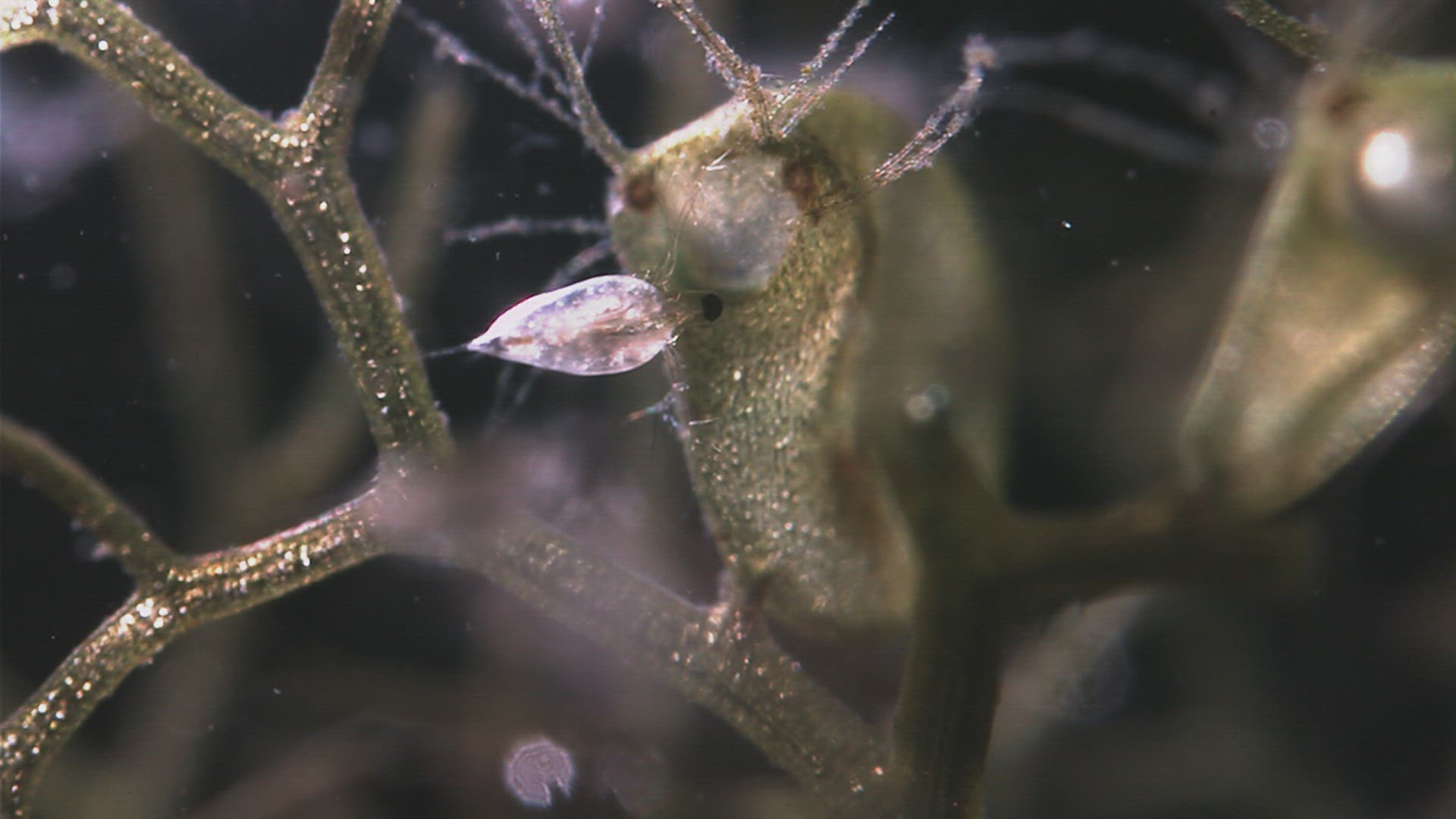 647378375 / Crustacean / Chironomid Midge / Carnivorous Plant