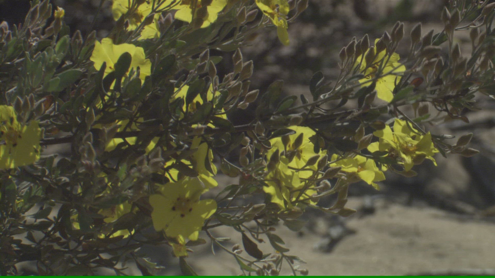 894225308 / Plant / Andalusia / Spain