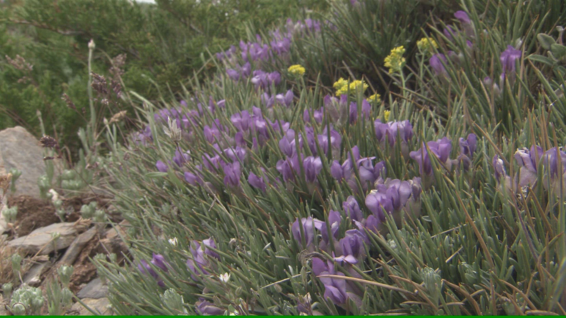 525527228 / Plant / Andalusia / Spain