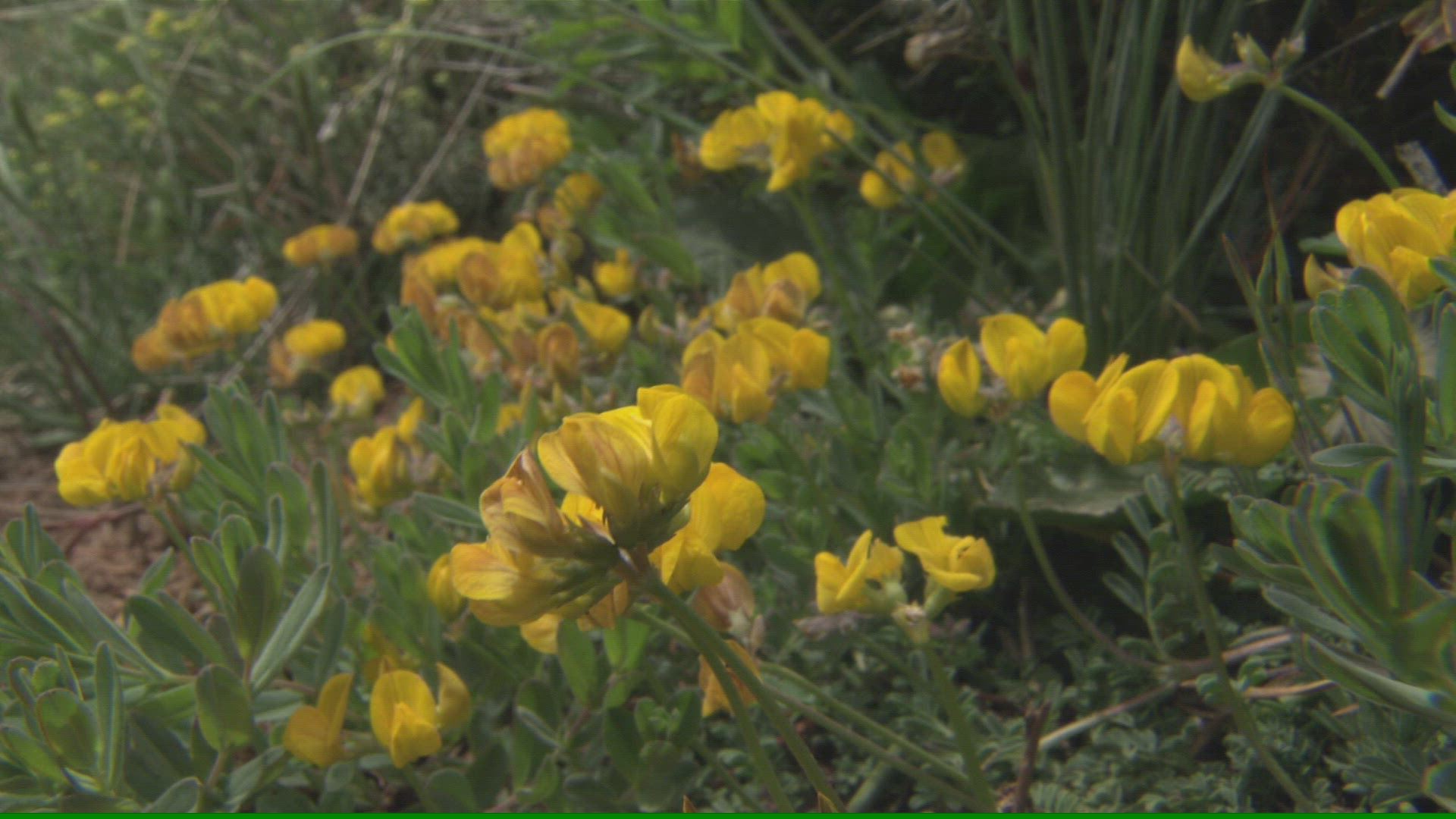 722712892 / Plant / Andalusia / Spain